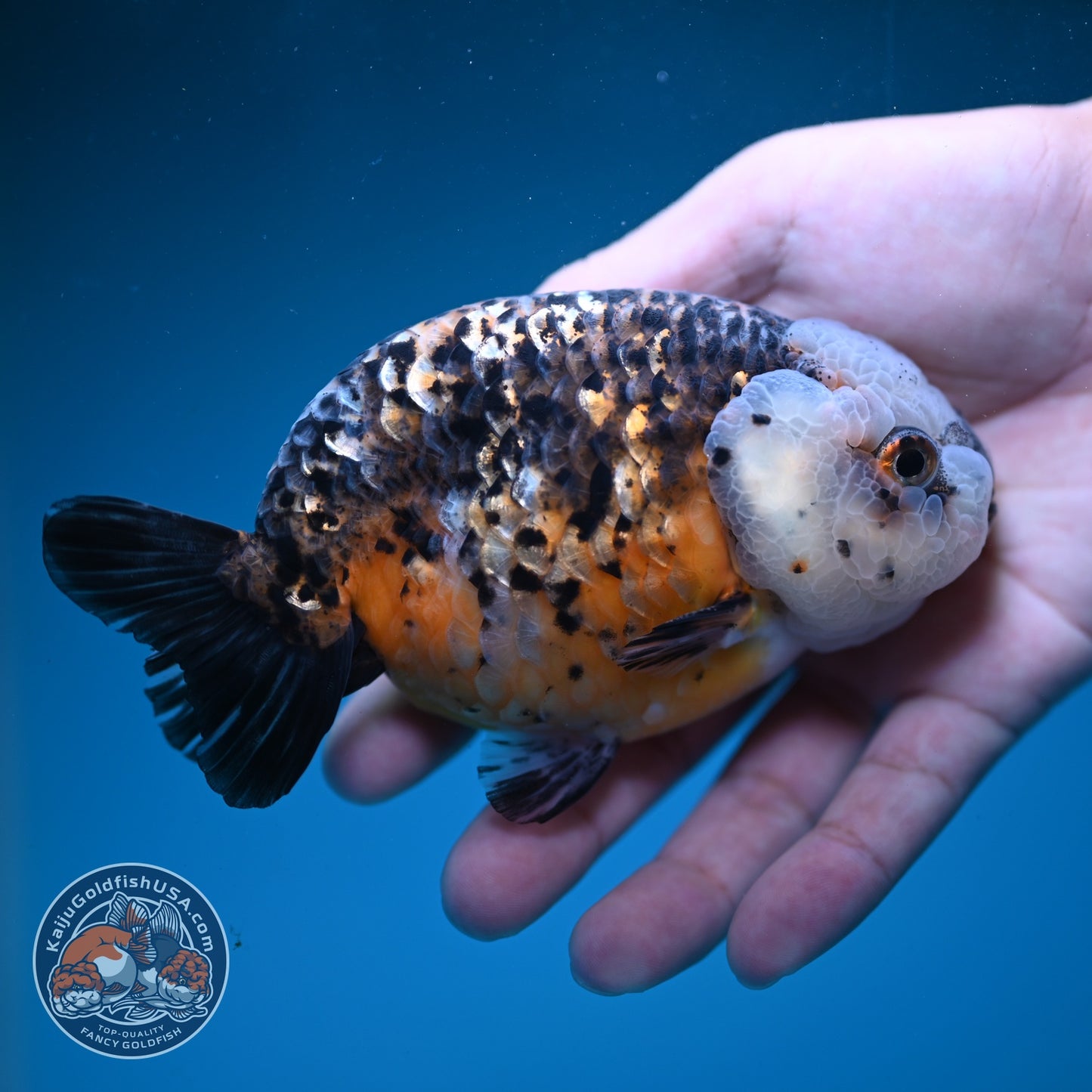 Kirin Ranchu 4.5 inch Body (260814_RC05)