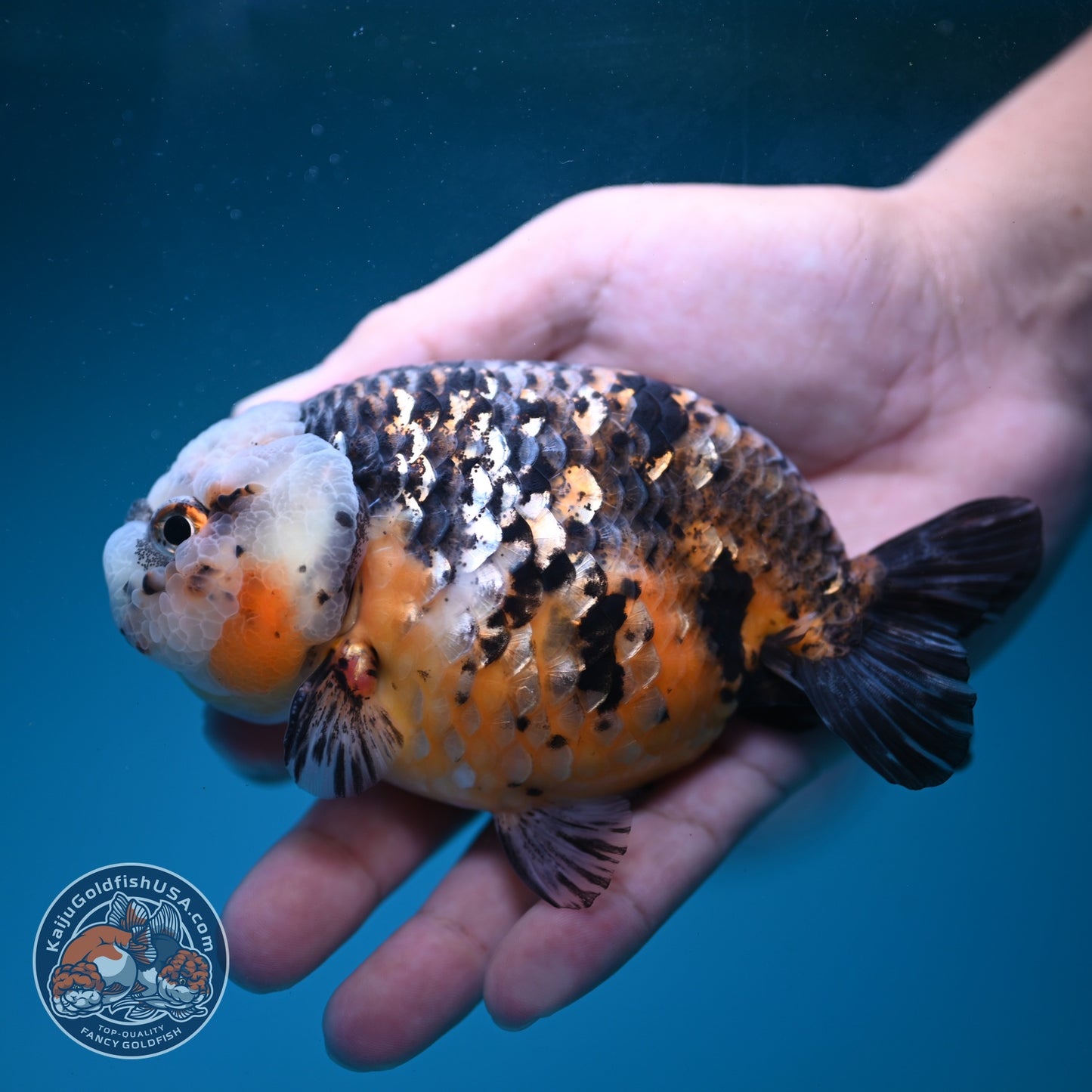 Kirin Ranchu 4.5 inch Body (260814_RC05)