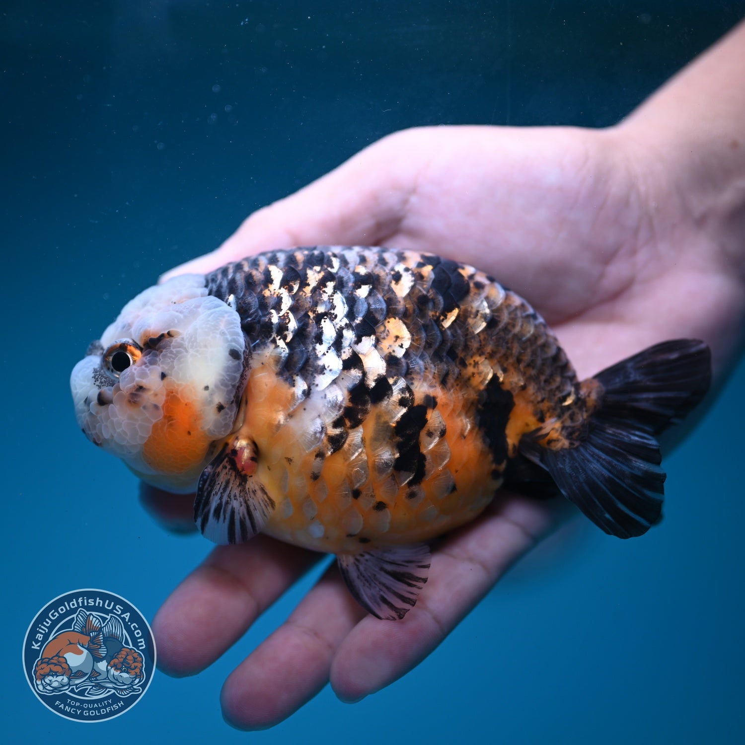 Kirin Ranchu 4.5 inch Body (260814_RC05)