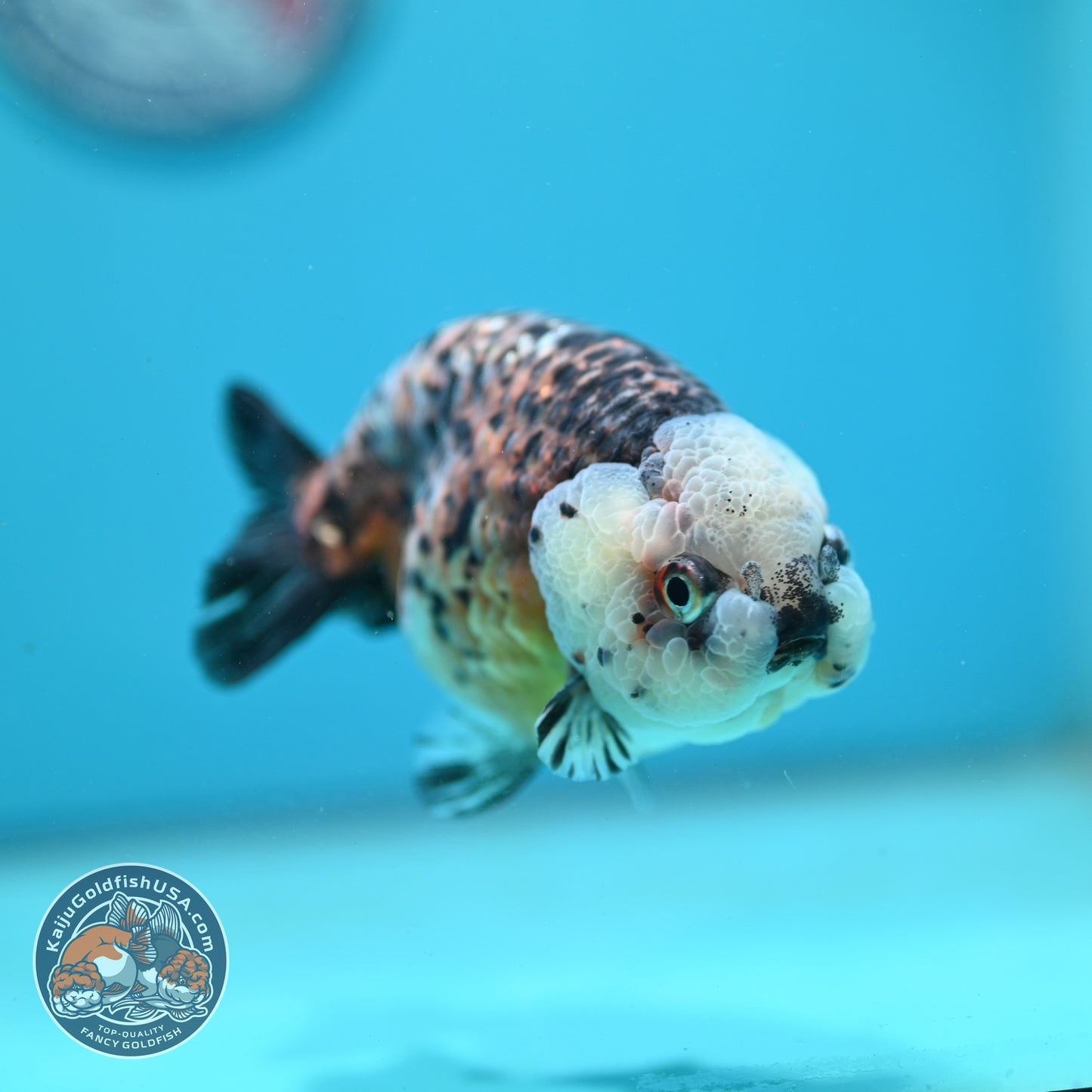 Kirin Ranchu 4.5 inch Body (260814_RC05)