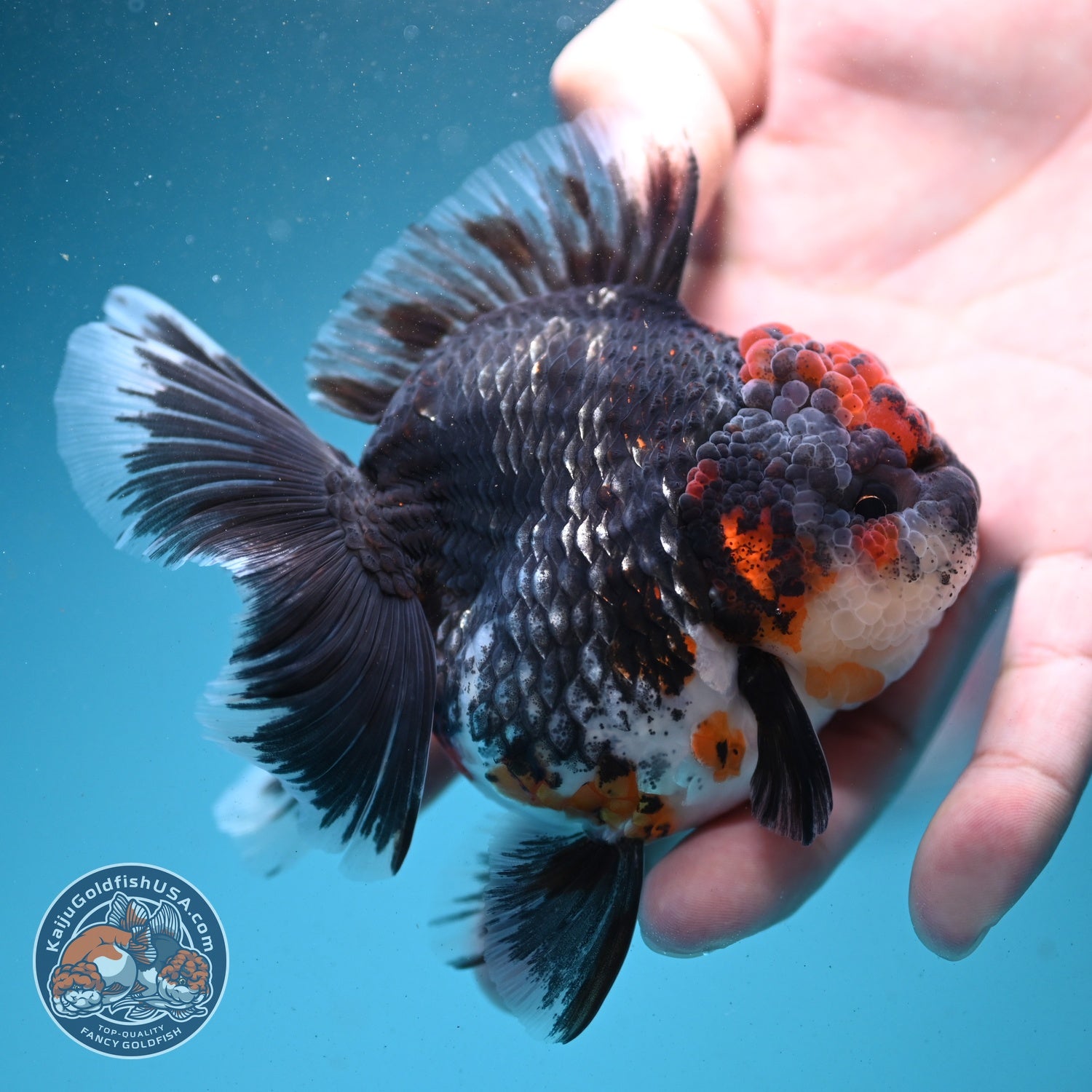 Kirin Rose Tail Oranda 3.5 inch Body (260807_OR03)