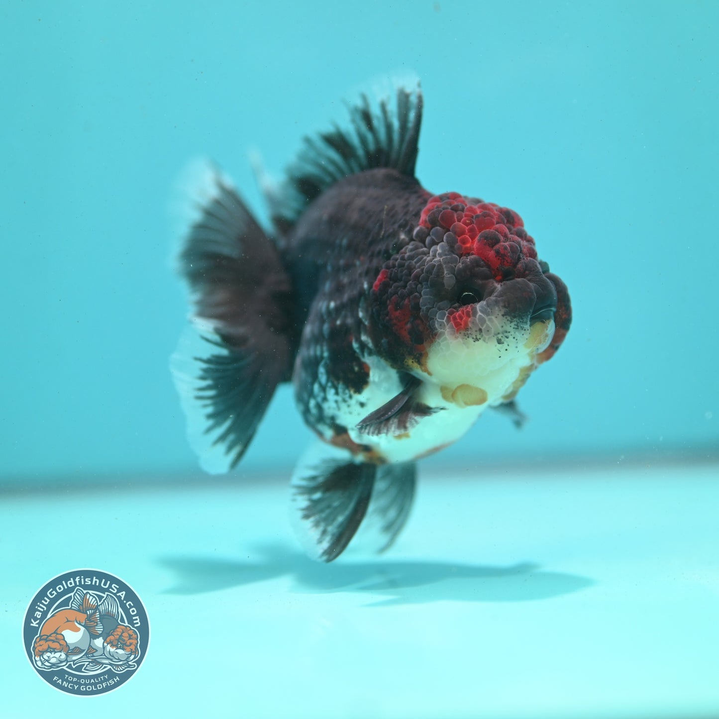 Kirin Rose Tail Oranda 3.5 inch Body (260807_OR03)