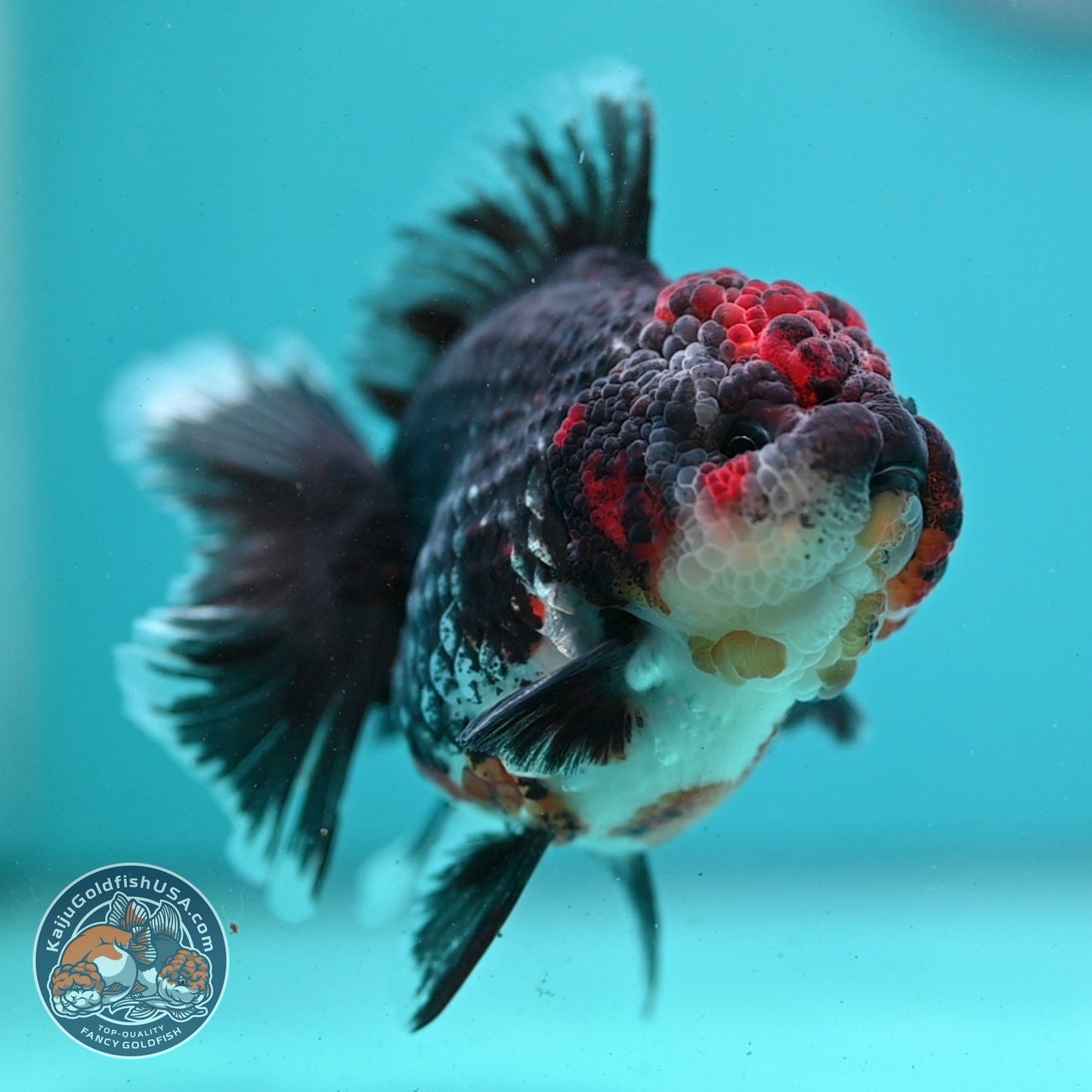 Kirin Rose Tail Oranda 3.5 inch Body (260807_OR03)