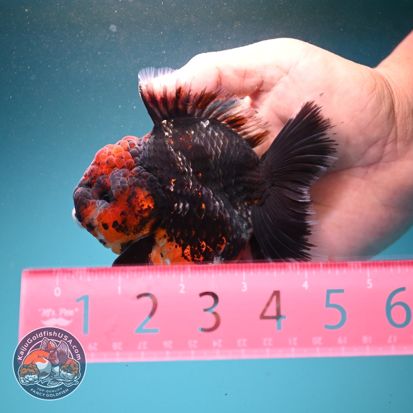 Kirin Rose Tail Oranda 3.5 inch Body (260807_OR03)