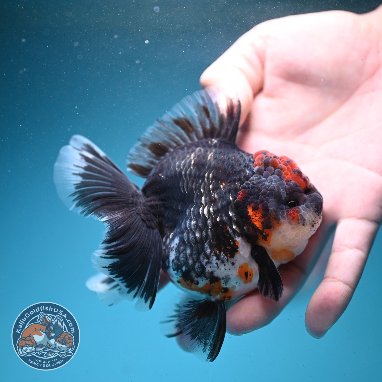 Kirin Rose Tail Oranda 3.5 inch Body (260807_OR03)