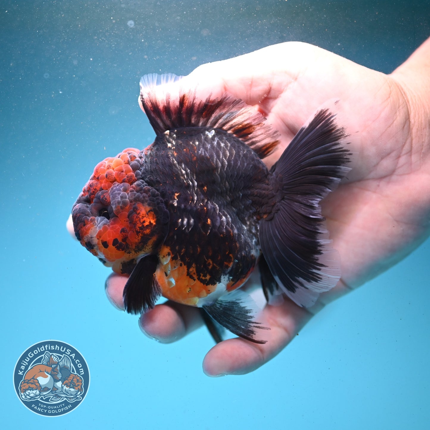 Kirin Rose Tail Oranda 3.5 inch Body (260807_OR03)