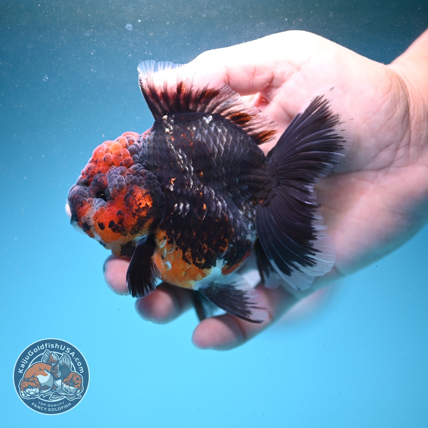 Kirin Rose Tail Oranda 3.5 inch Body (260807_OR03)