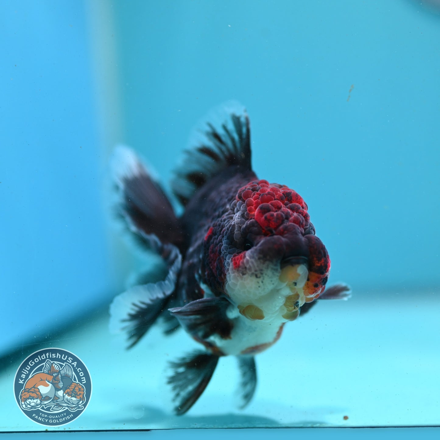Kirin Rose Tail Oranda 3.5 inch Body (260807_OR03)