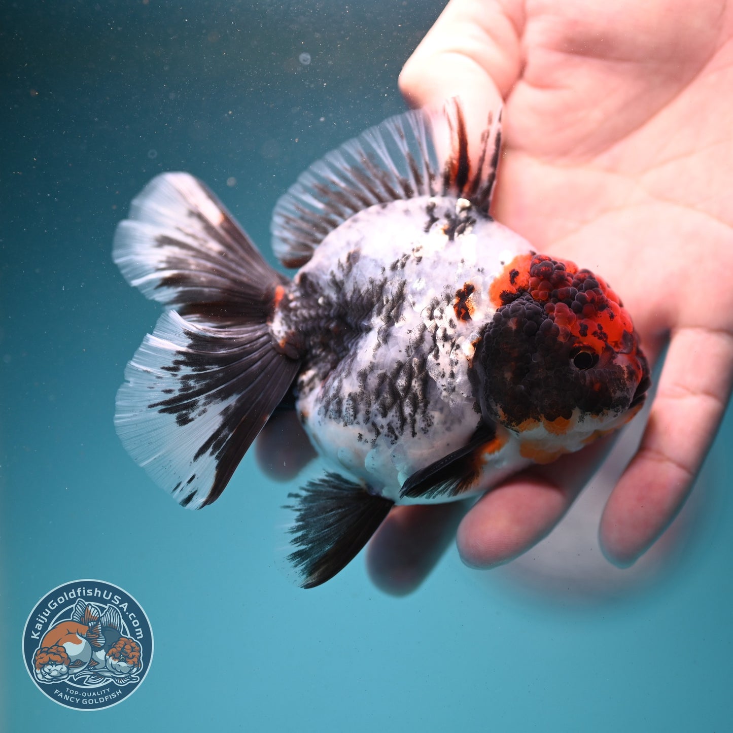 Kirin Rose Tail Oranda 3.5 inch Body (260807_OR06)