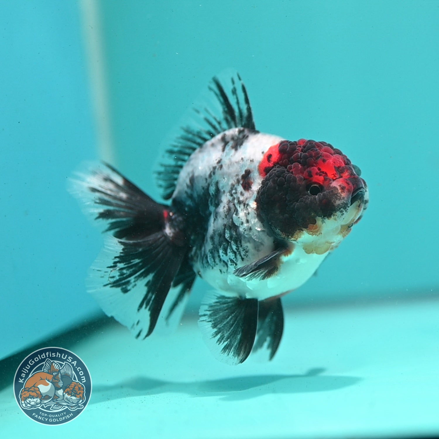 Kirin Rose Tail Oranda 3.5 inch Body (260807_OR06)