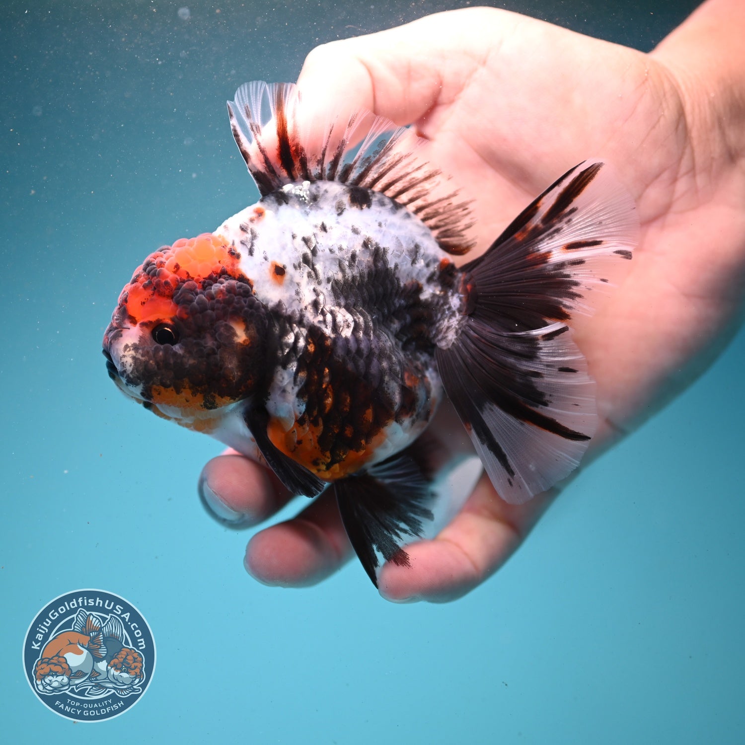 Kirin Rose Tail Oranda 3.5 inch Body (260807_OR06)