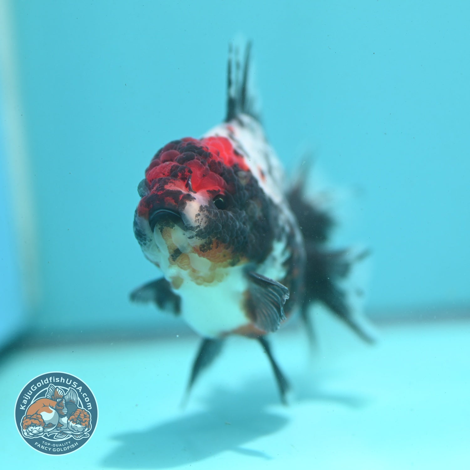 Kirin Rose Tail Oranda 3.5 inch Body (260807_OR06)