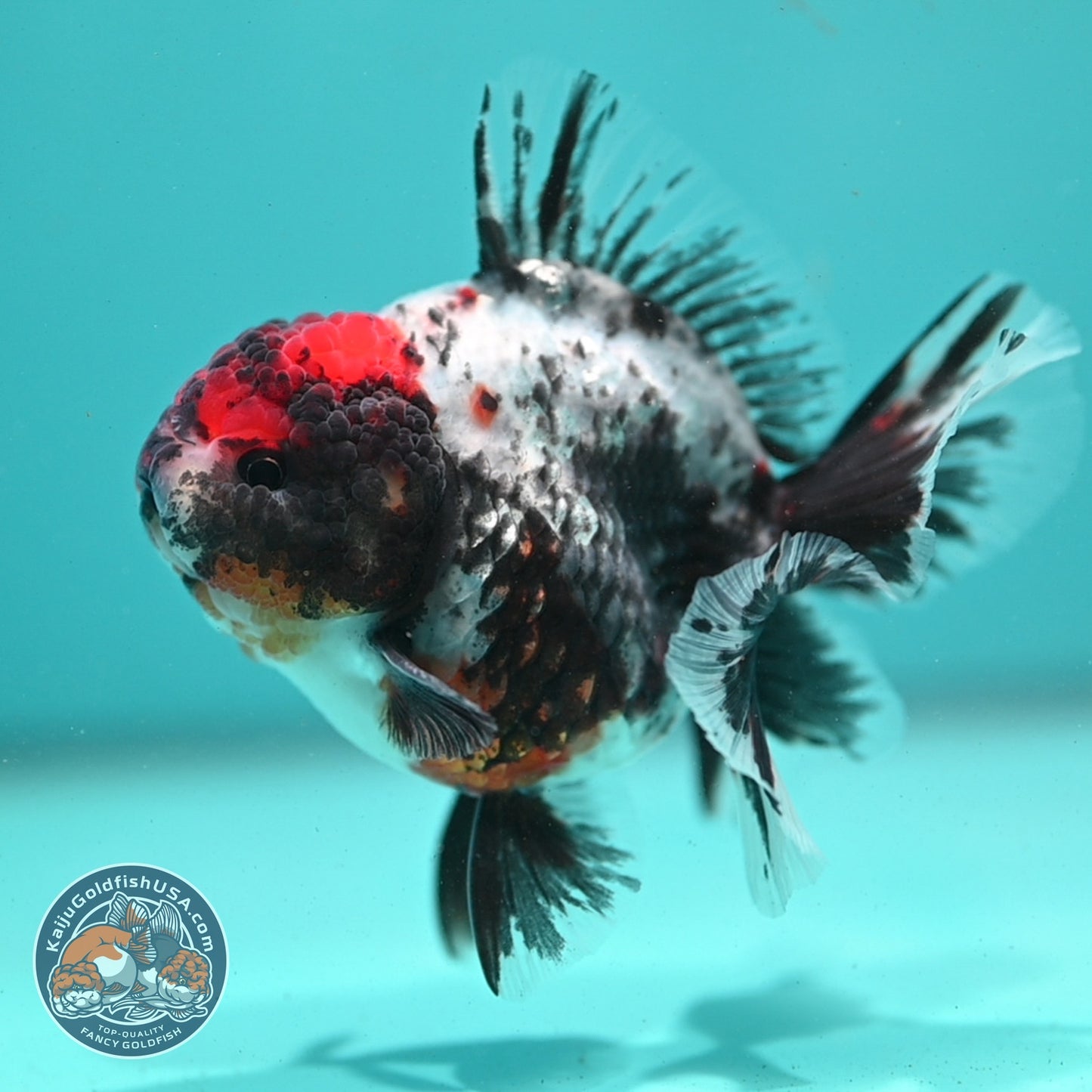 Kirin Rose Tail Oranda 3.5 inch Body (260807_OR06)