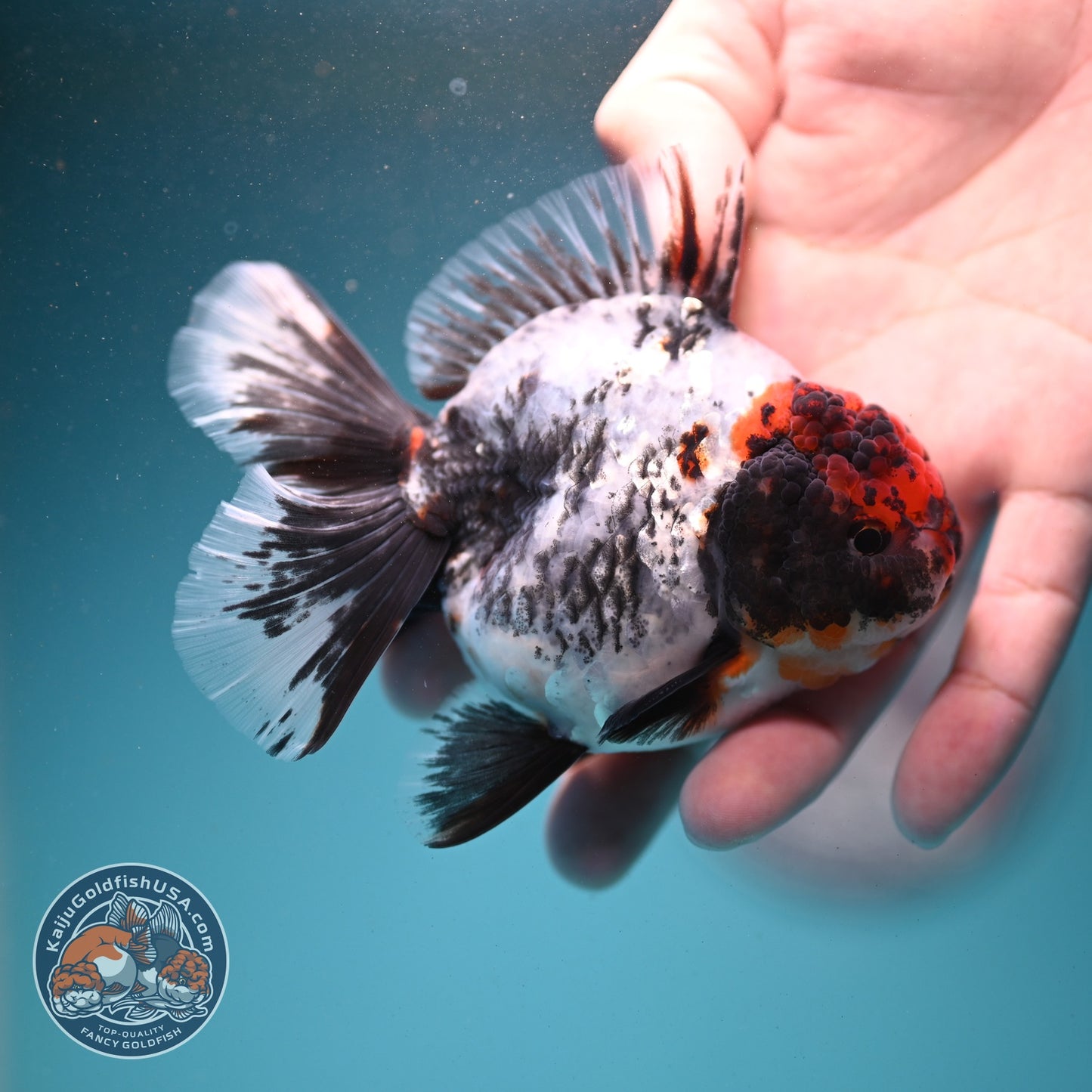 Kirin Rose Tail Oranda 3.5 inch Body (260807_OR06)