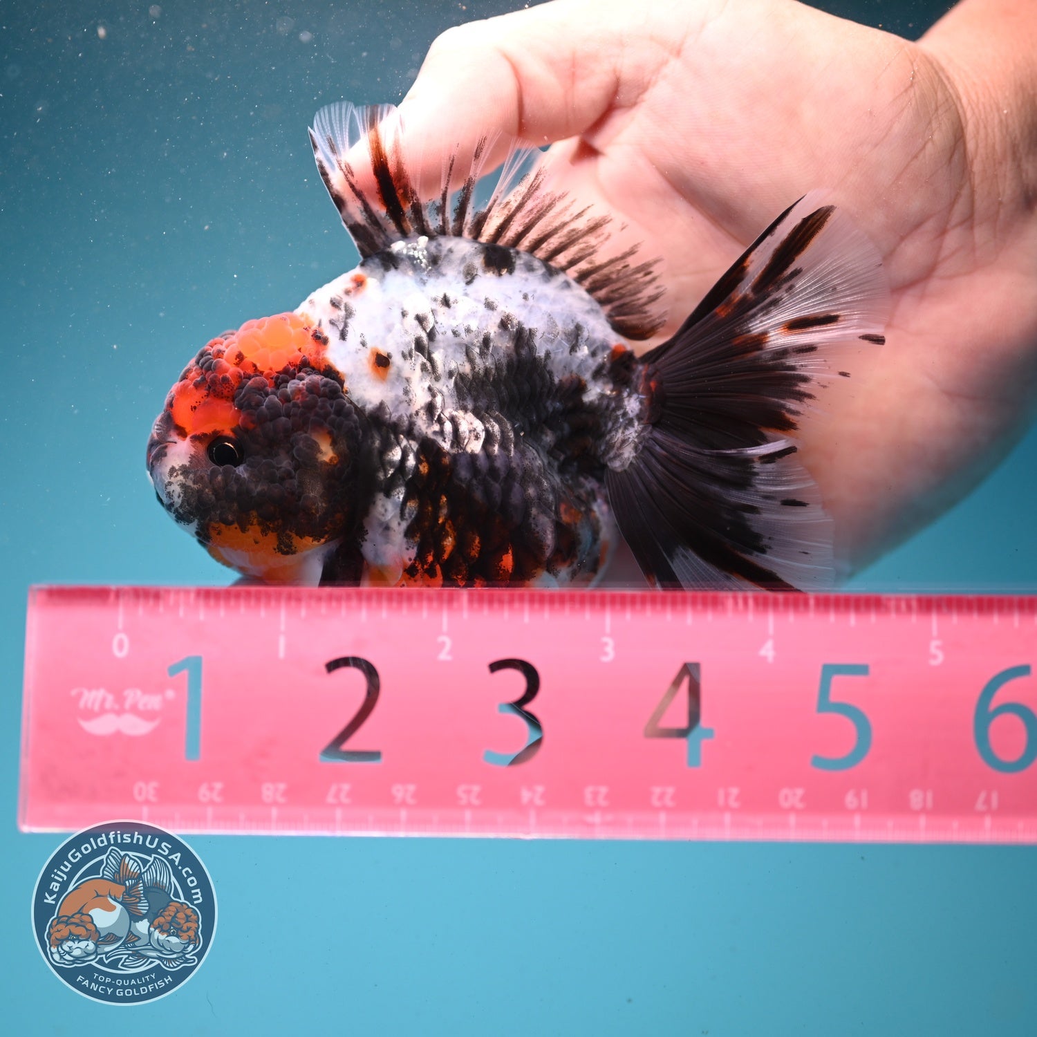 Kirin Rose Tail Oranda 3.5 inch Body (260807_OR06)