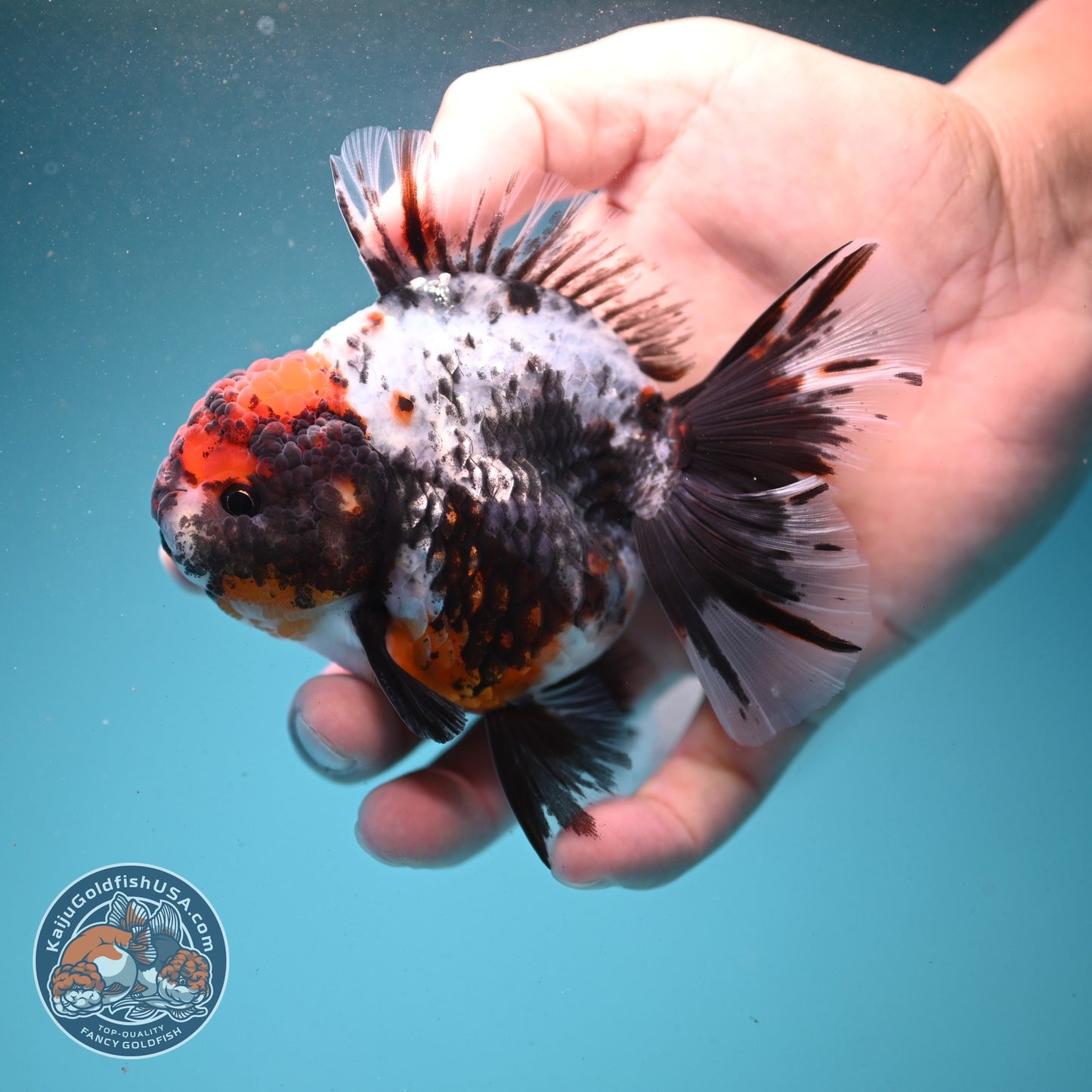 Kirin Rose Tail Oranda 3.5 inch Body (260807_OR06)
