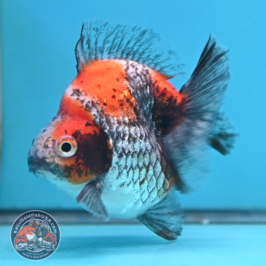 Kirin Ryukin 3 inch Body (260213_RY06)