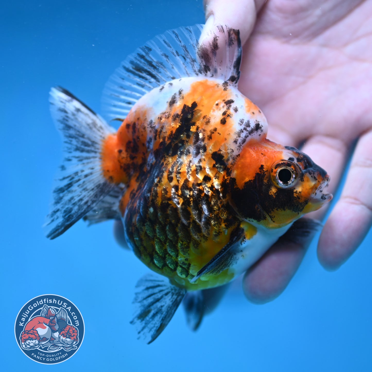 Kirin Ryukin 3.5 inch Body (260123_RY04)