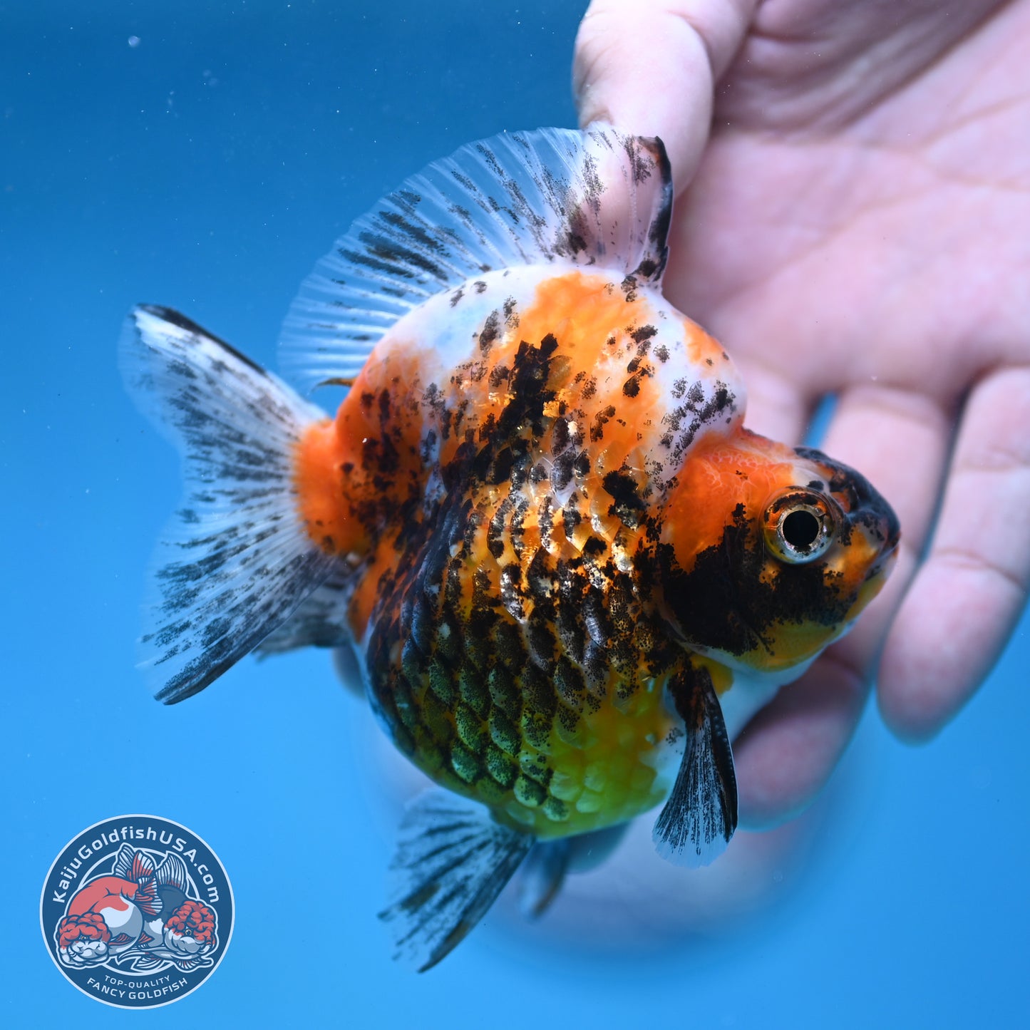 Kirin Ryukin 3.5 inch Body (260123_RY04)