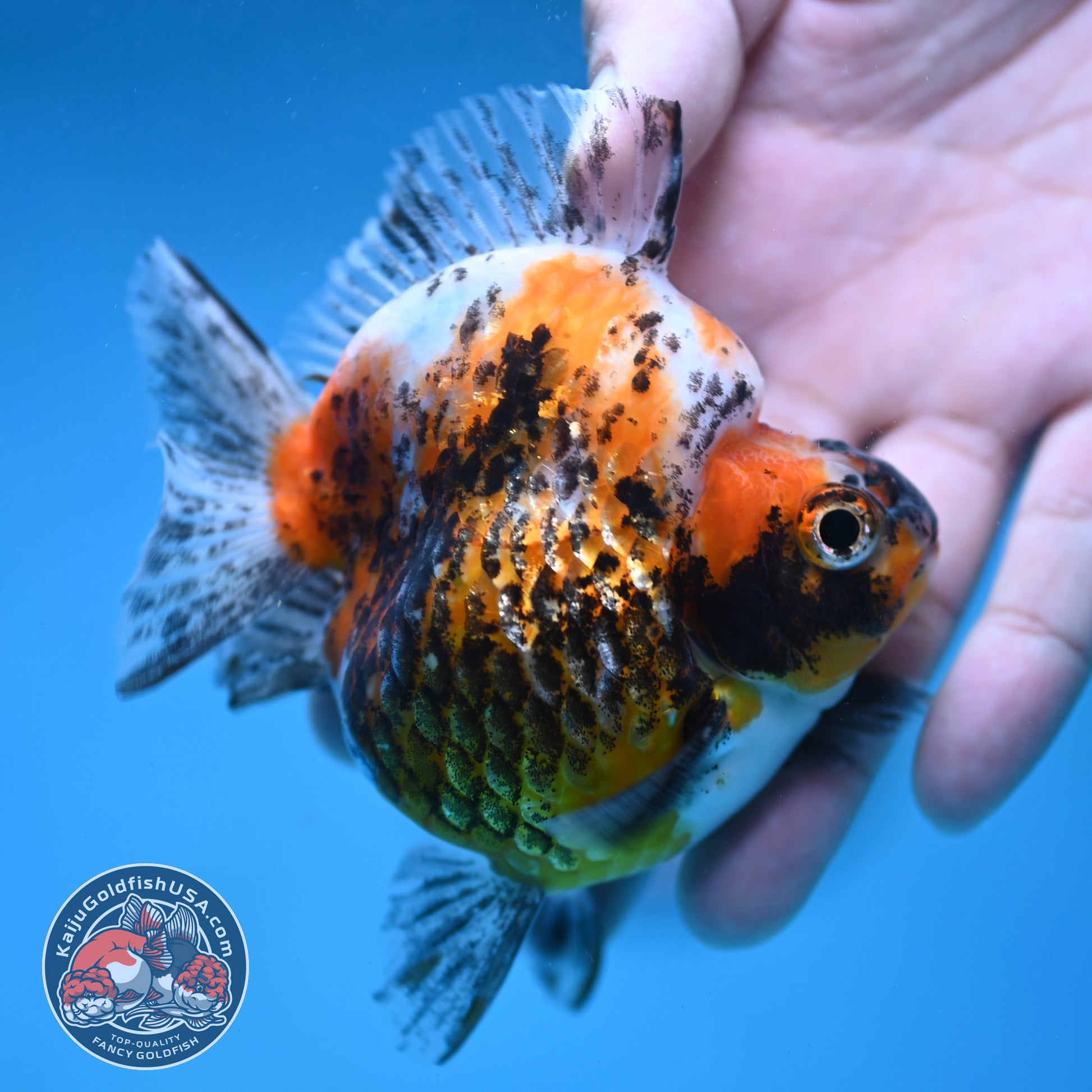 Kirin Ryukin 3.5 inch Body (260123_RY04)