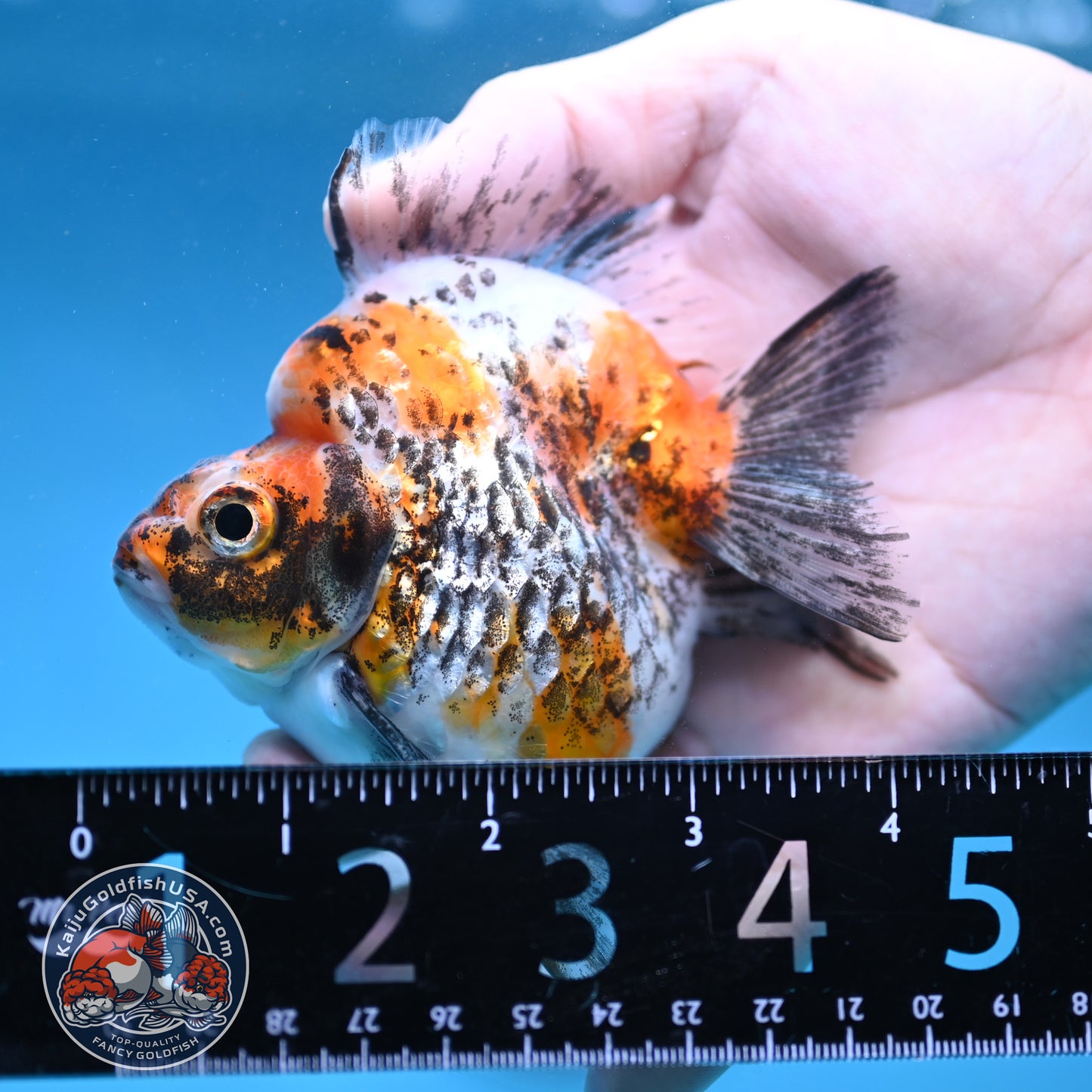 Kirin Ryukin 3.5 inch Body (260123_RY04)