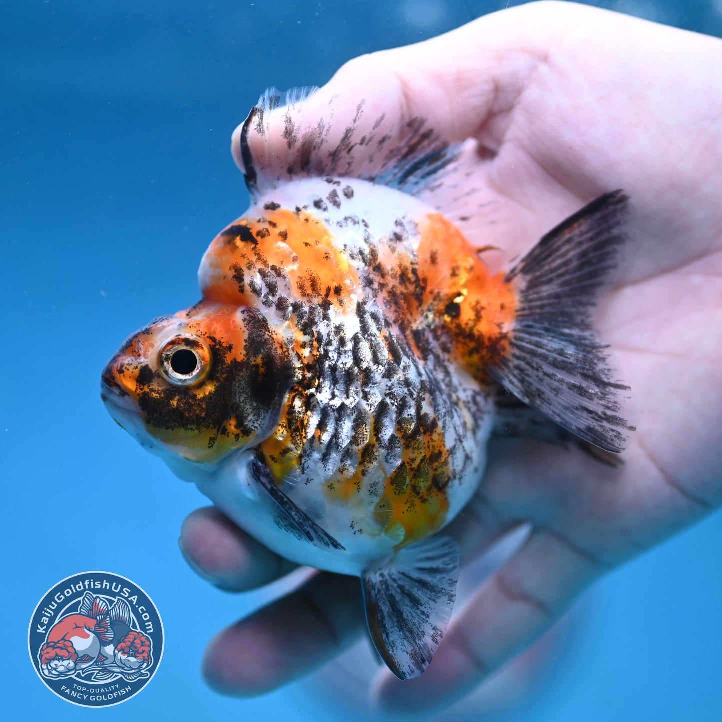 Kirin Ryukin 3.5 inch Body (260123_RY04)