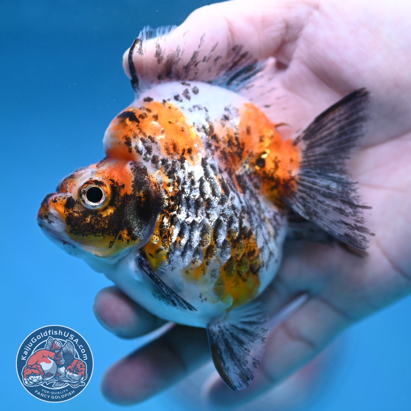 Kirin Ryukin 3.5 inch Body (260123_RY04)