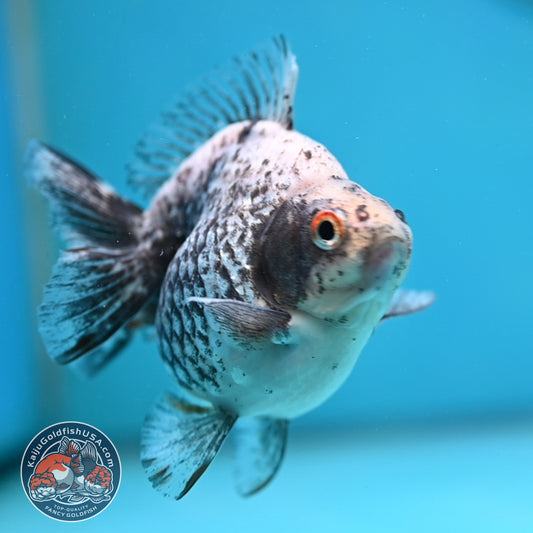 Kirin Ryukin 3.5 inch Body (260213_RY05)