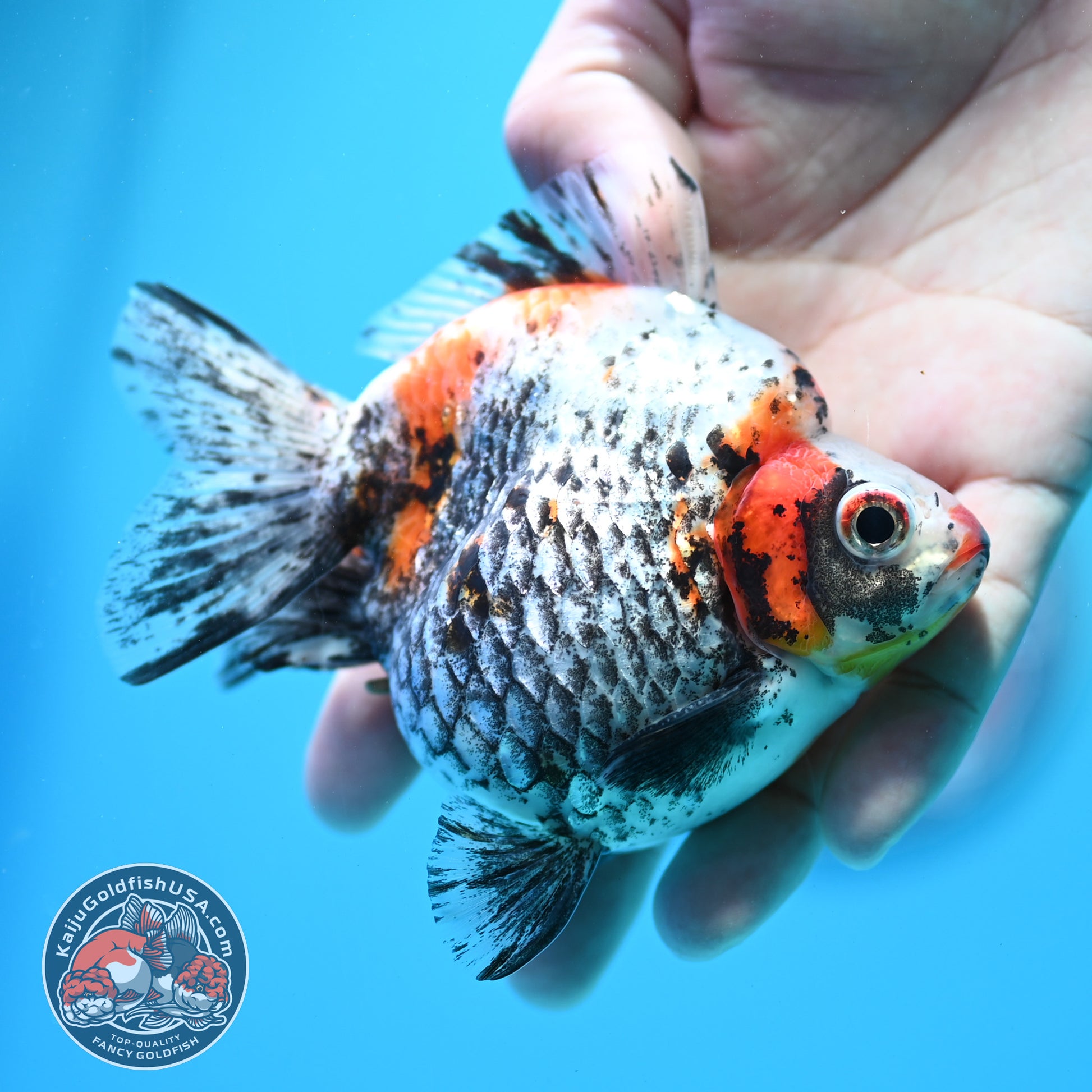 Kirin Ryukin 3.5 inch Body (260313_RY05)