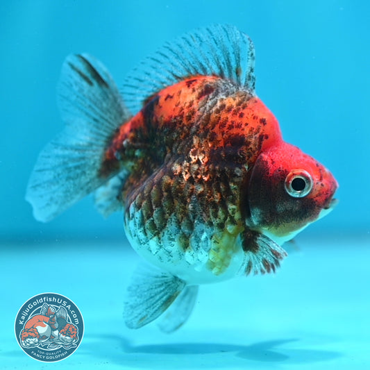 Kirin Ryukin 3.5 inch Body (260417_RY06)