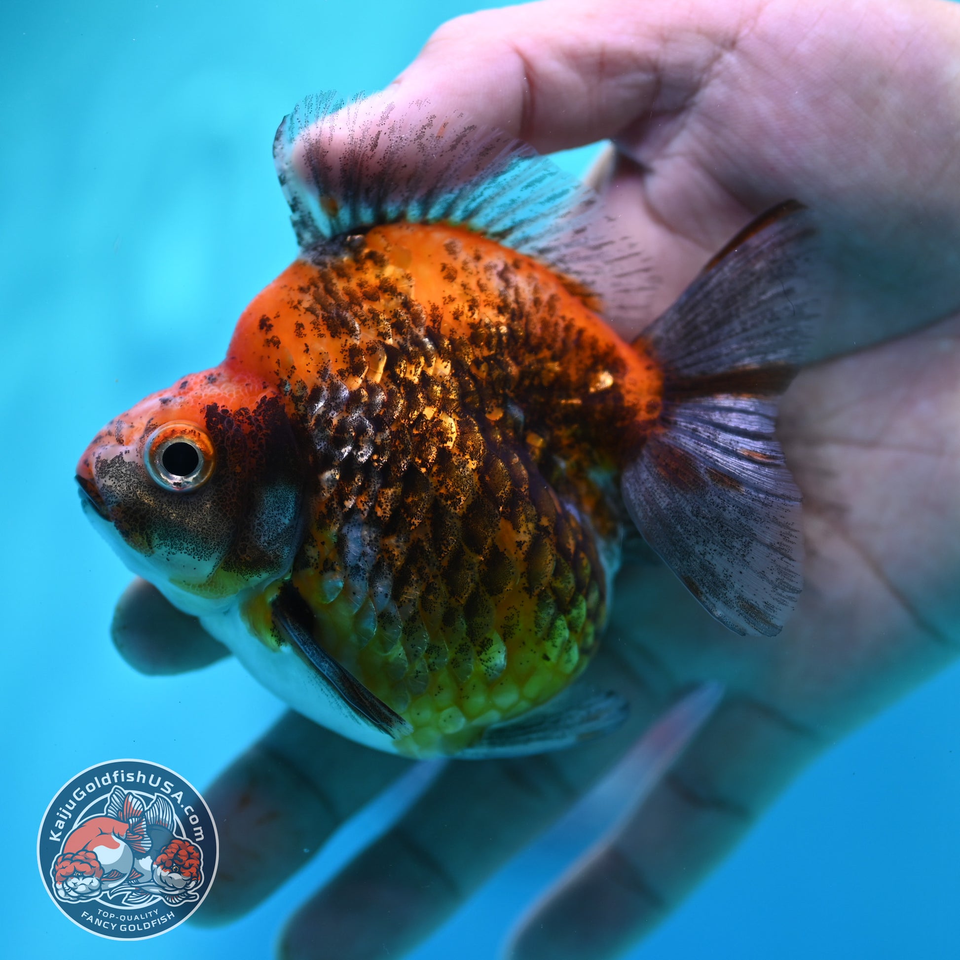 Kirin Ryukin 3.5 inch Body (260417_RY06)