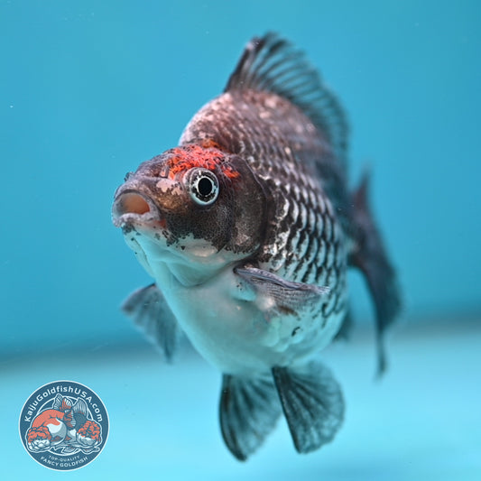 Kirin Ryukin 3.8 inch Body (260213_RY04)