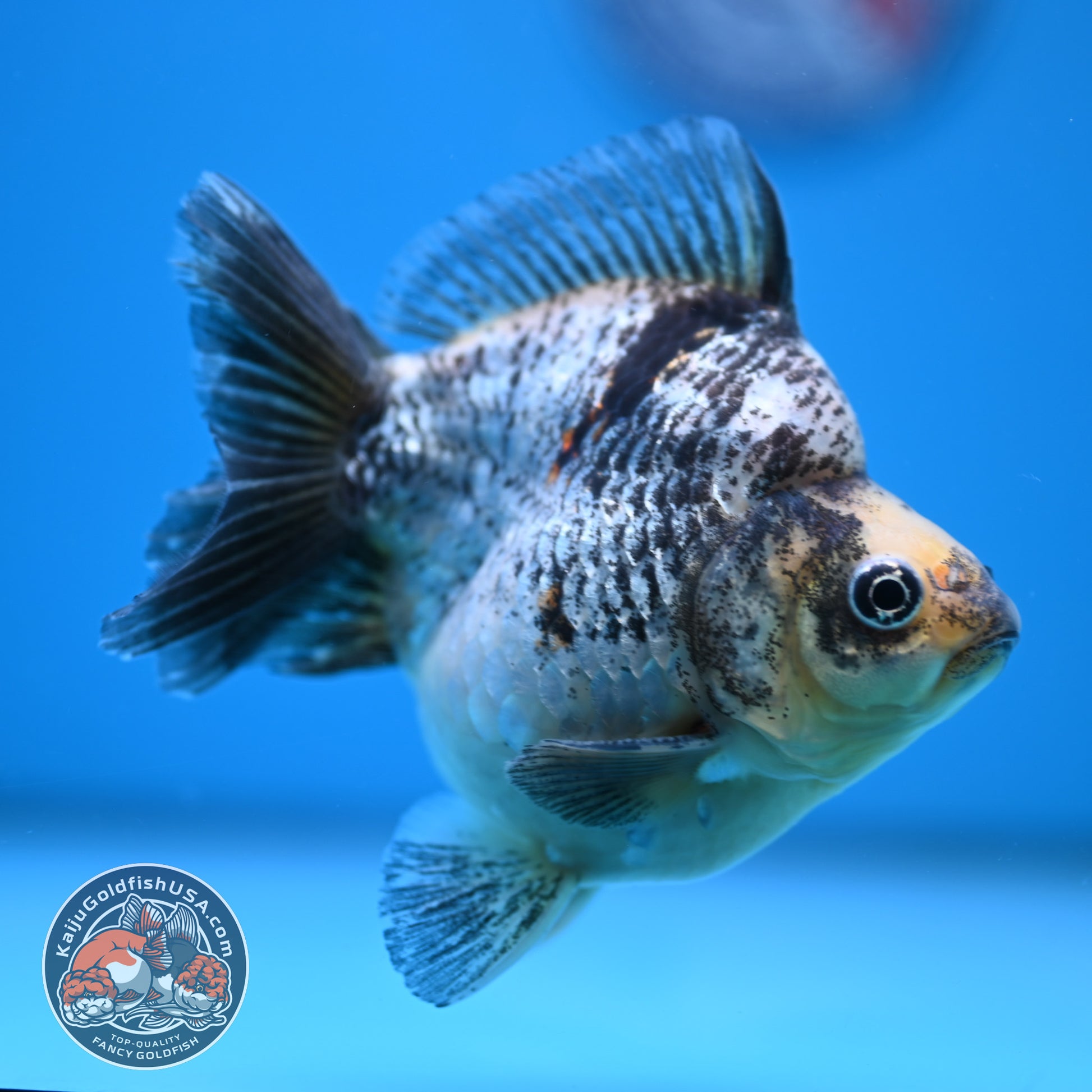 Kirin Ryukin 4 inch Body (251114_RY04)