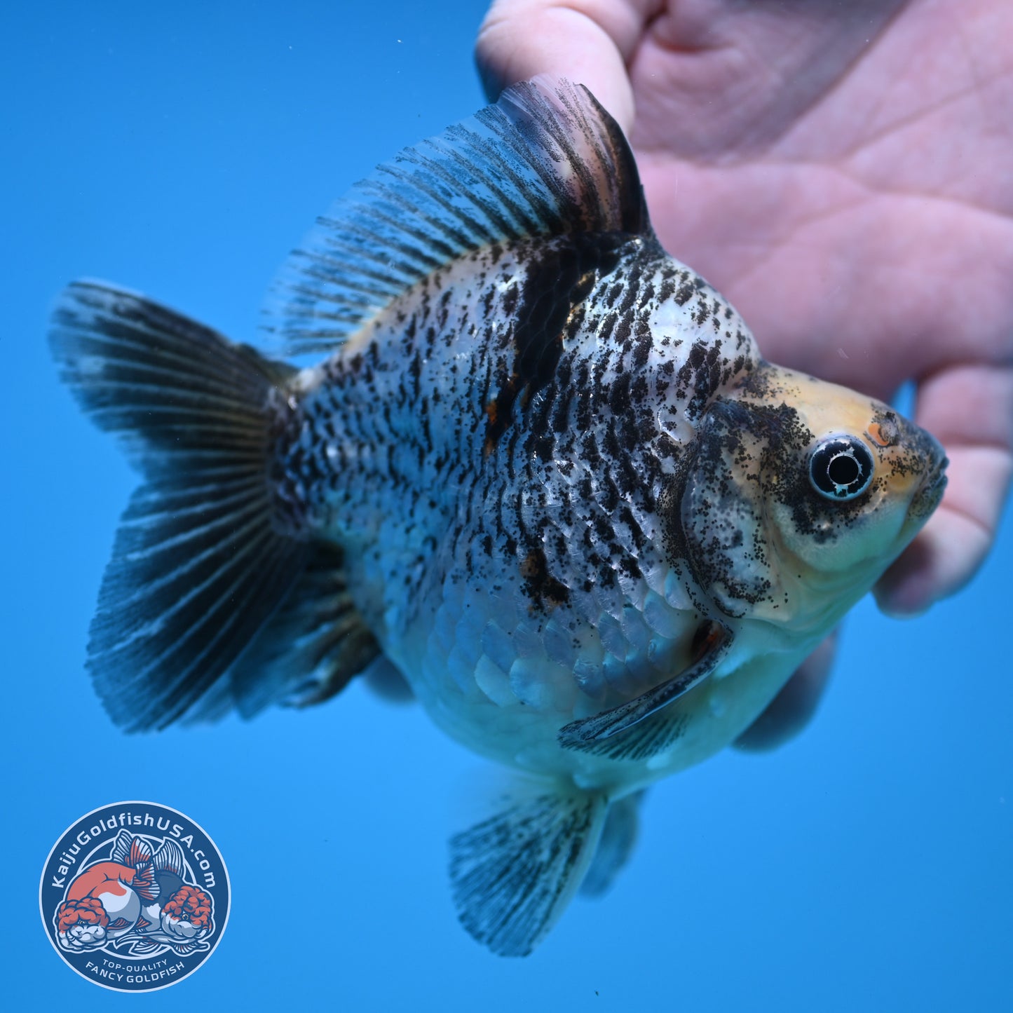 Kirin Ryukin 4 inch Body (251114_RY04)