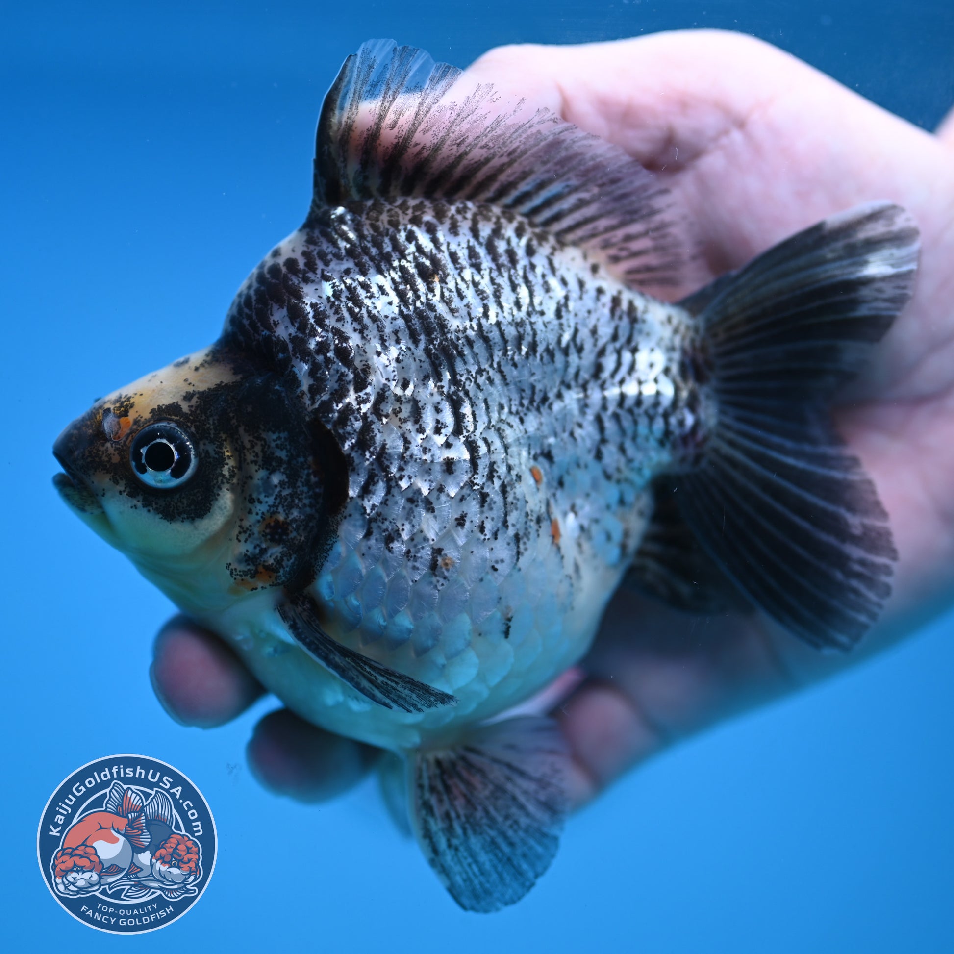 Kirin Ryukin 4 inch Body (251114_RY04)