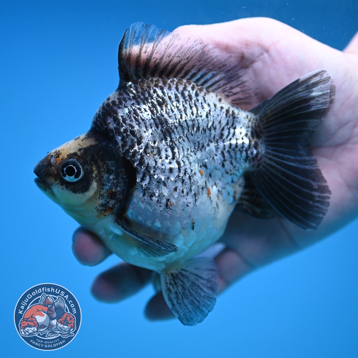 Kirin Ryukin 4 inch Body (251114_RY04)