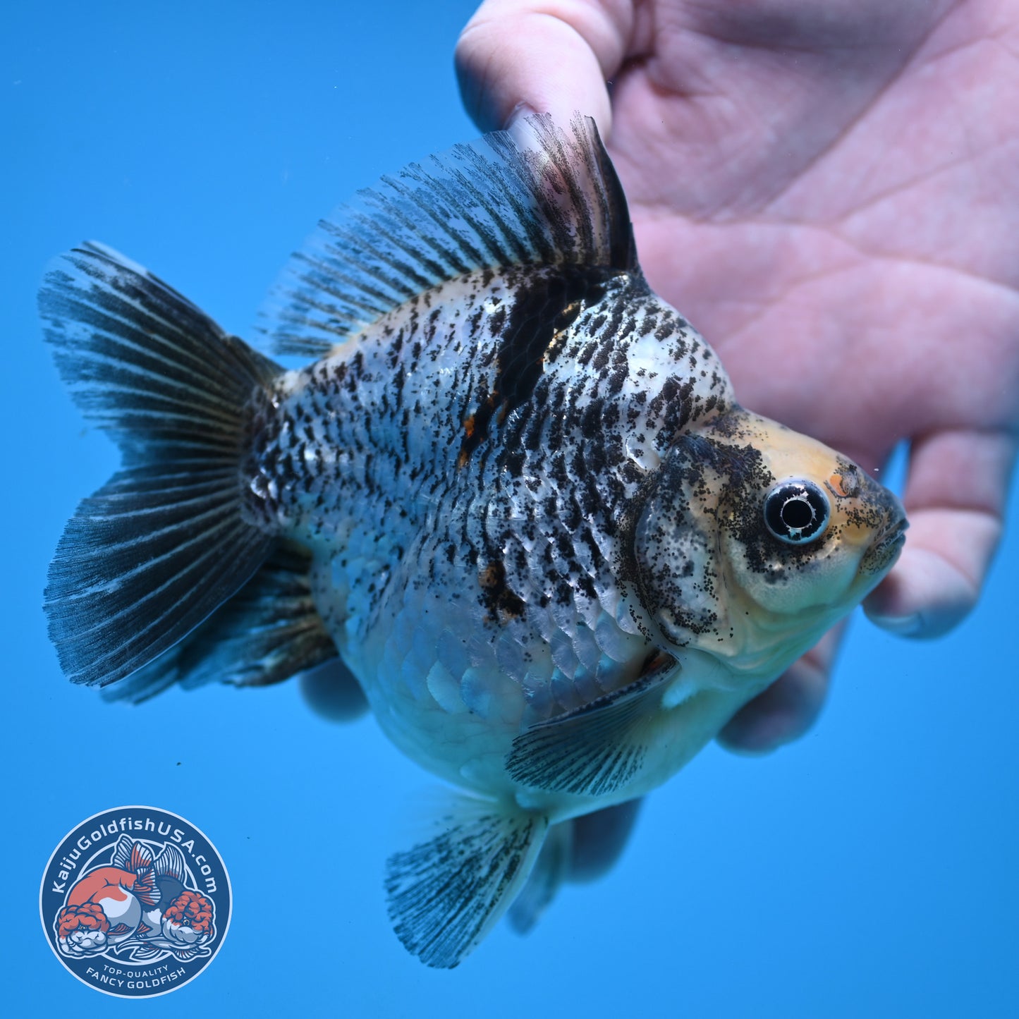 Kirin Ryukin 4 inch Body (251114_RY04)