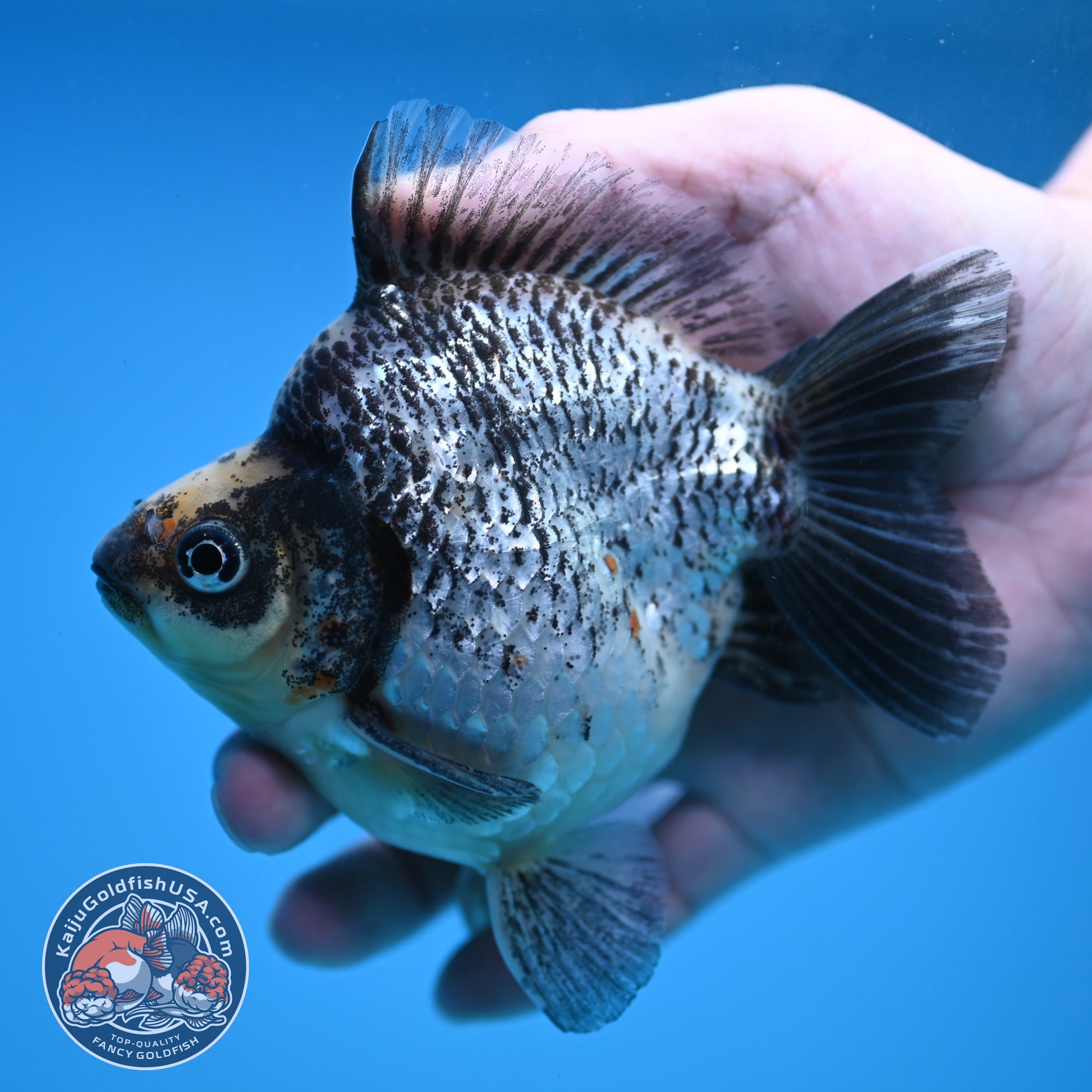 Kirin Ryukin 4 inch Body (251114_RY04)