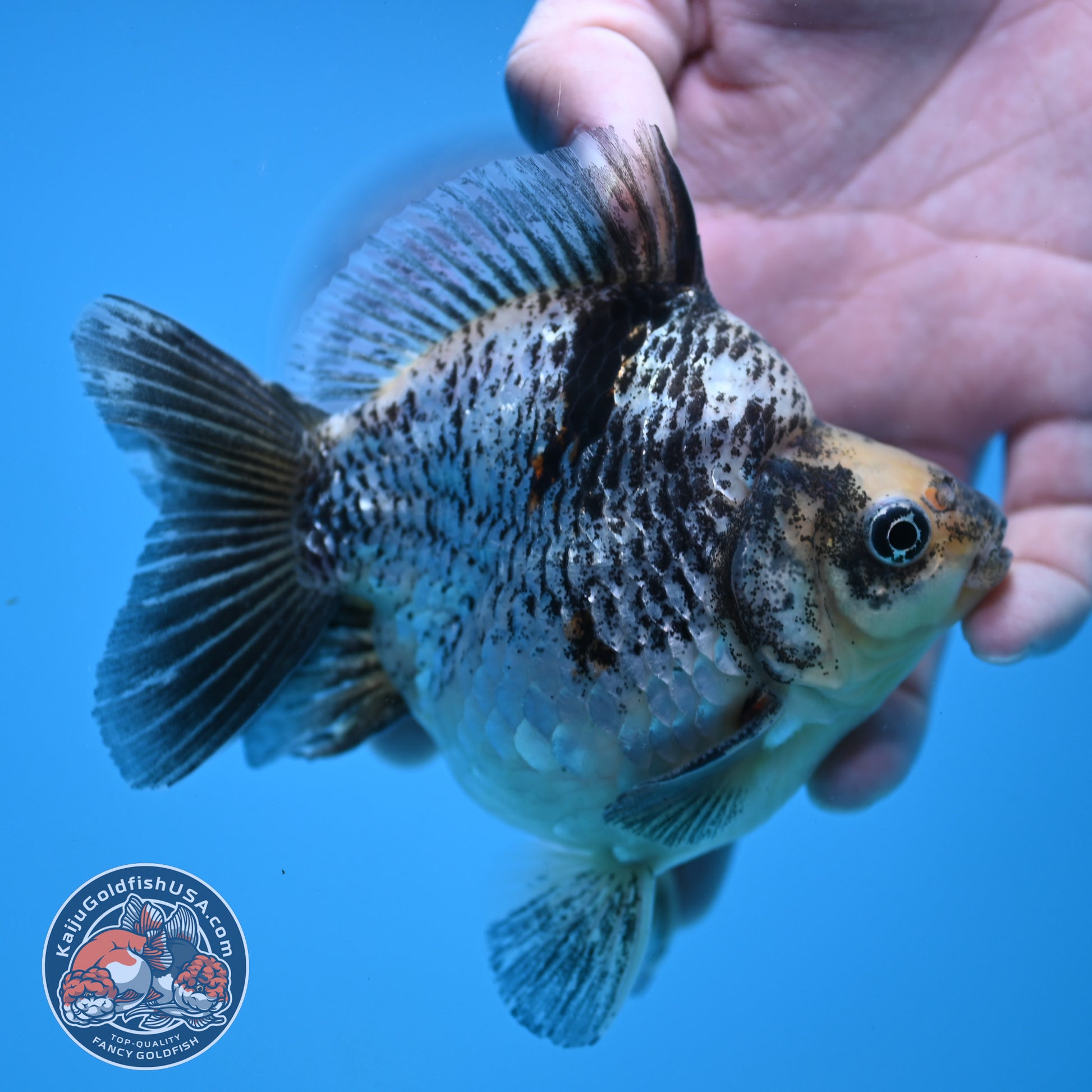 Kirin Ryukin 4 inch Body (251114_RY04)