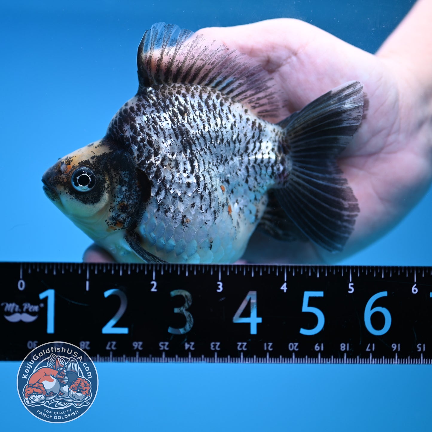 Kirin Ryukin 4 inch Body (251114_RY04)