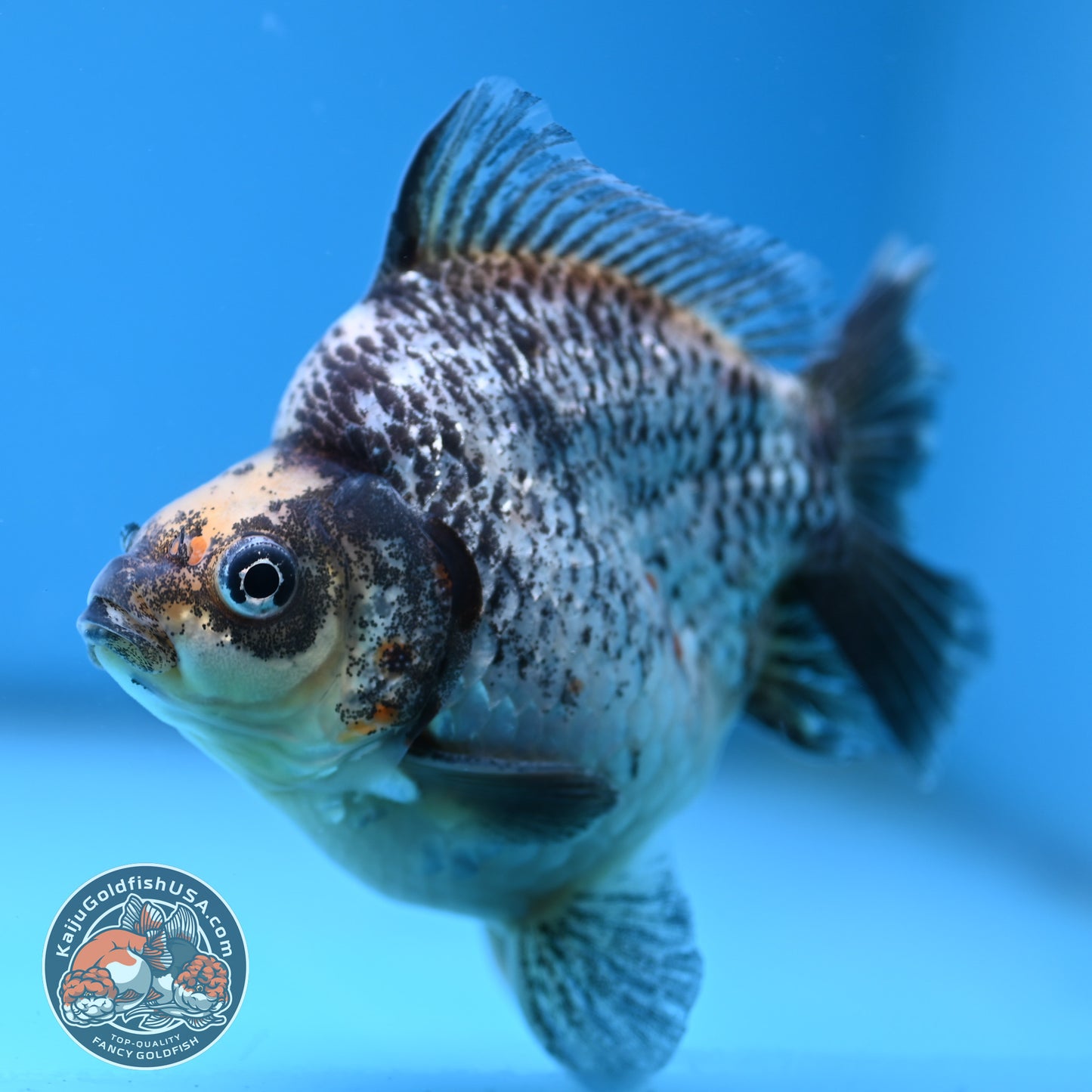 Kirin Ryukin 4 inch Body (251114_RY04)