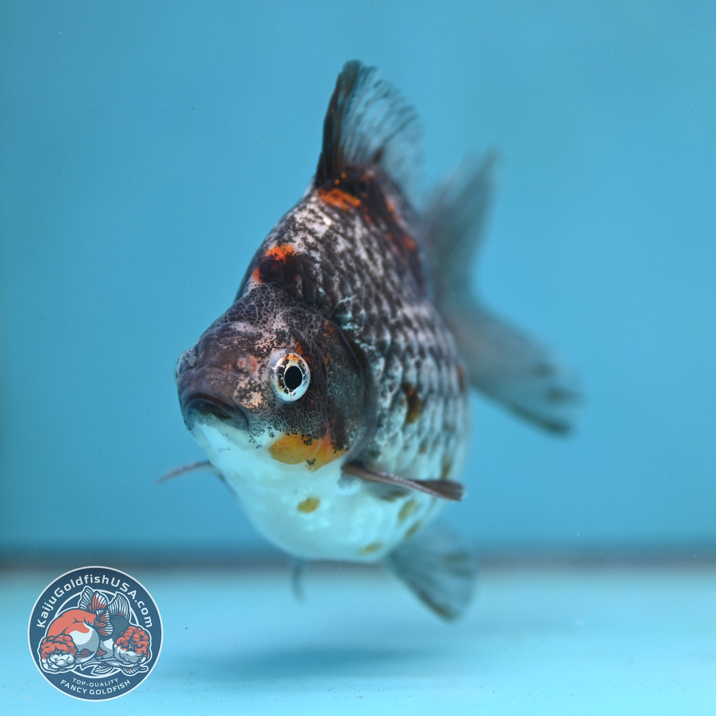 Kirin Ryukin 4 inch Body (260123_RY01)