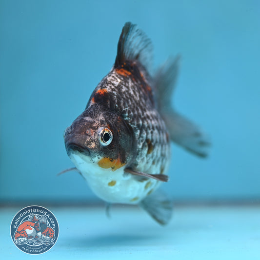 Kirin Ryukin 4 inch Body (260123_RY01)