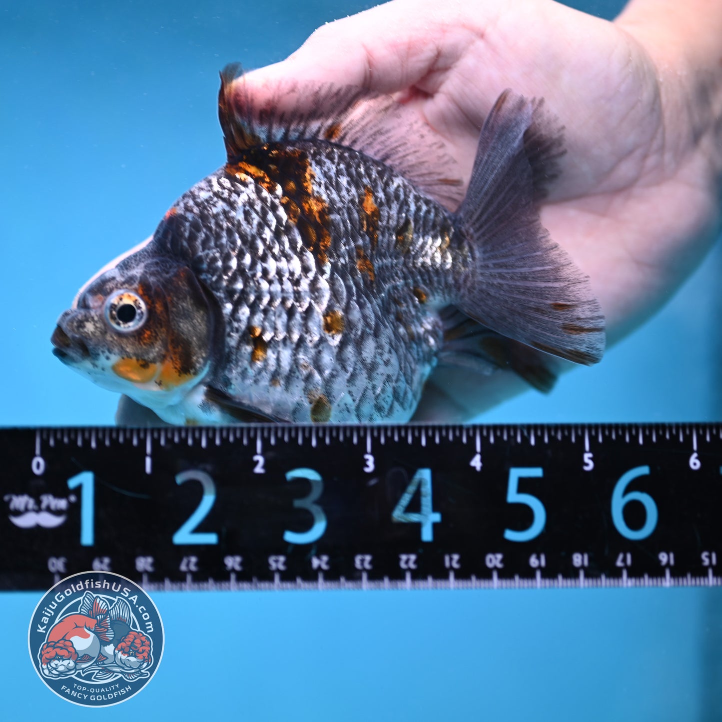 Kirin Ryukin 4 inch Body (260123_RY01)