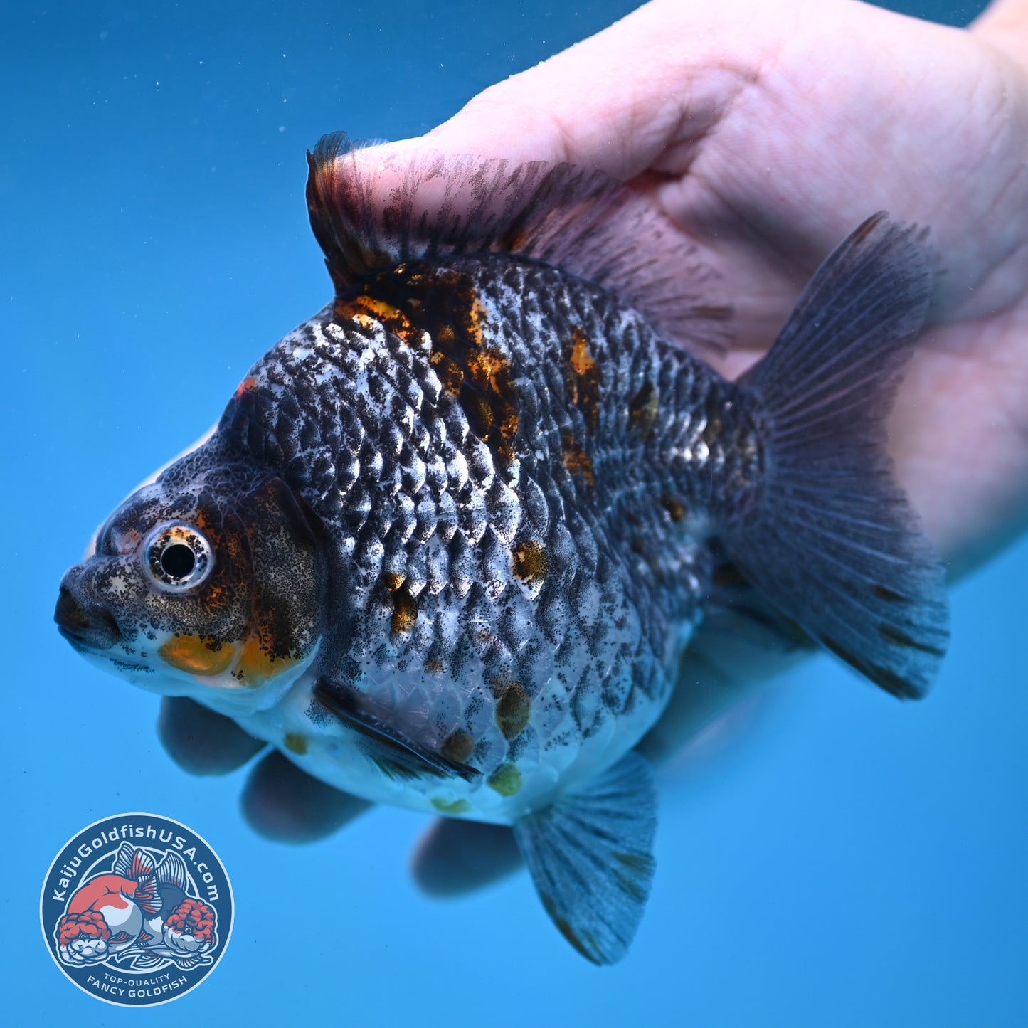 Kirin Ryukin 4 inch Body (260123_RY01)