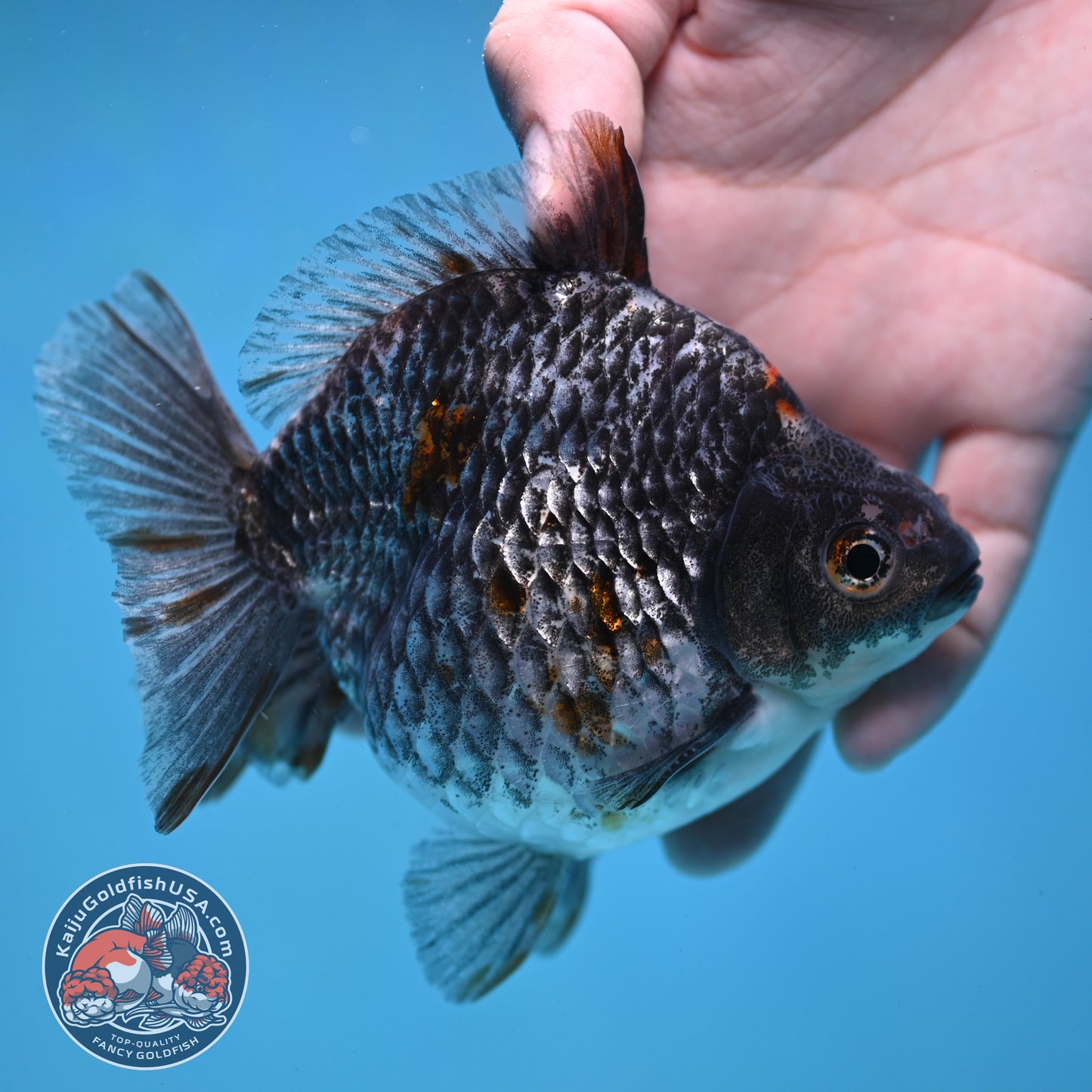 Kirin Ryukin 4 inch Body (260123_RY01)