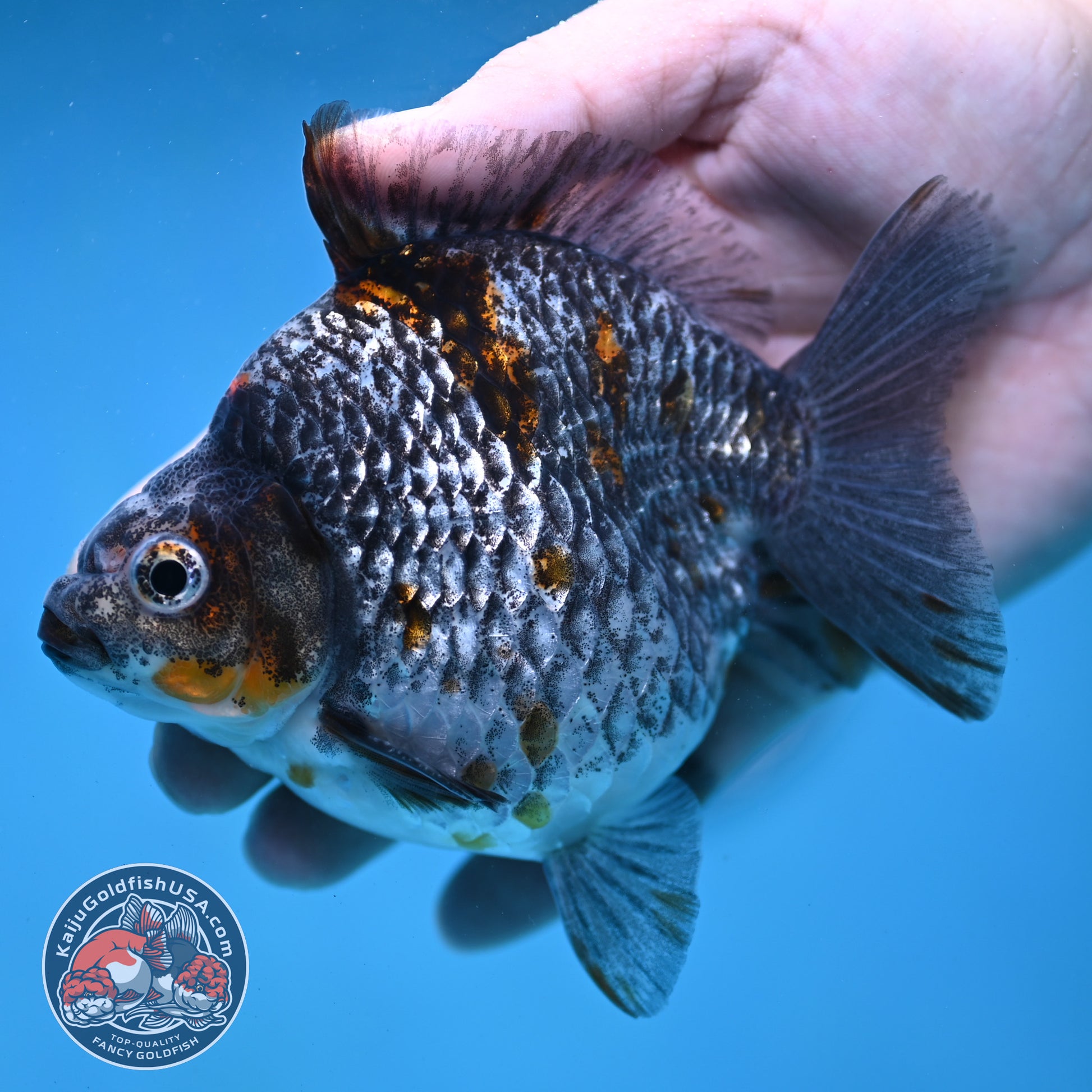 Kirin Ryukin 4 inch Body (260123_RY01)