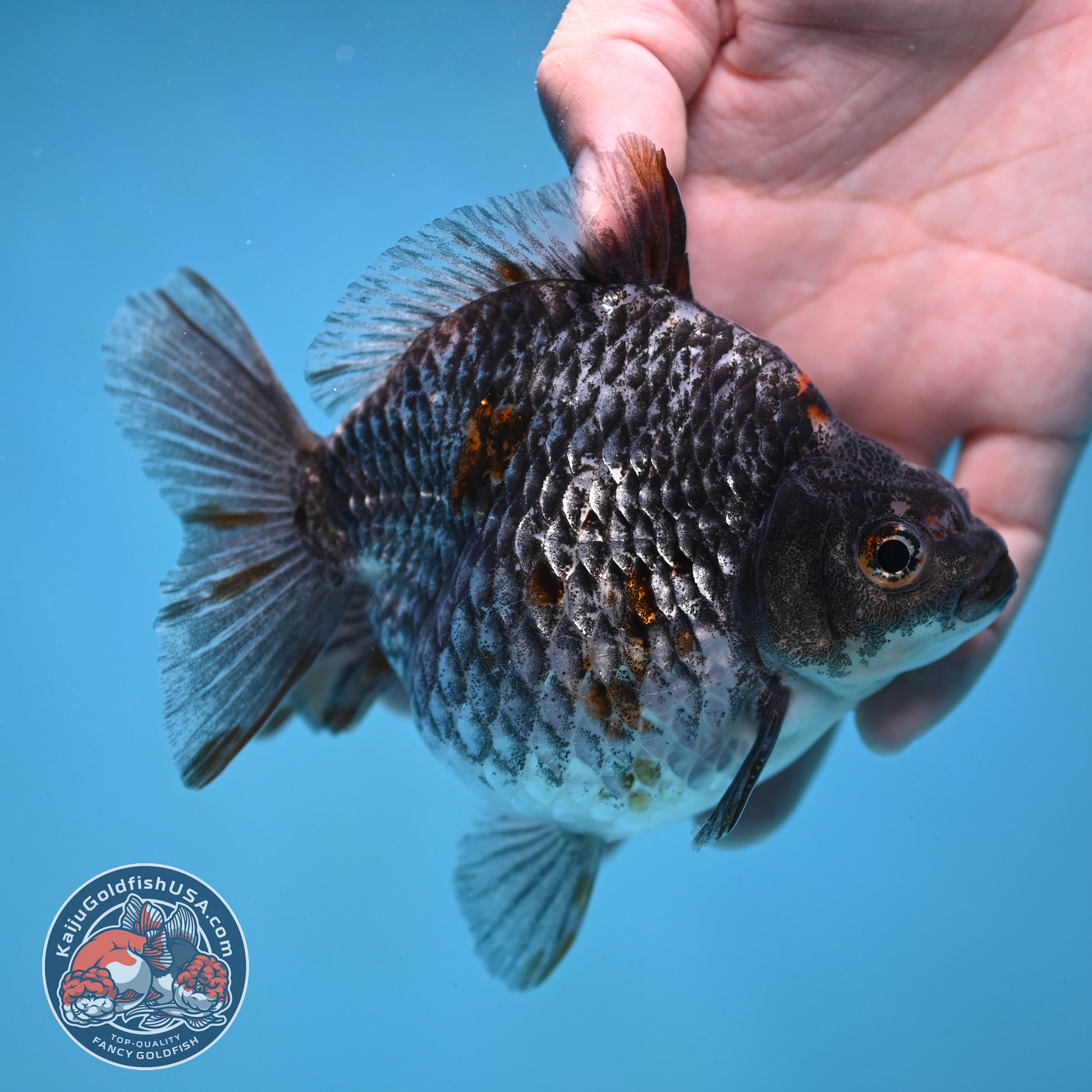 Kirin Ryukin 4 inch Body (260123_RY01)