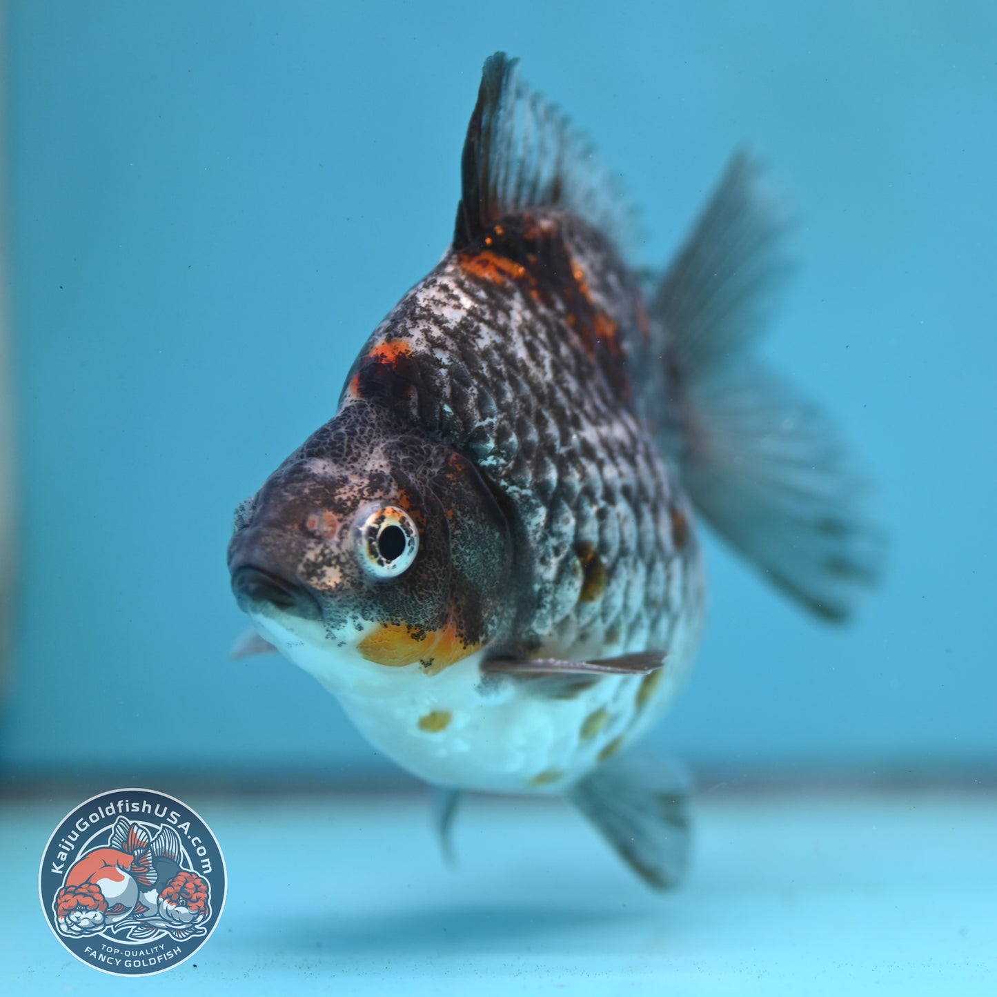 Kirin Ryukin 4 inch Body (260123_RY01)