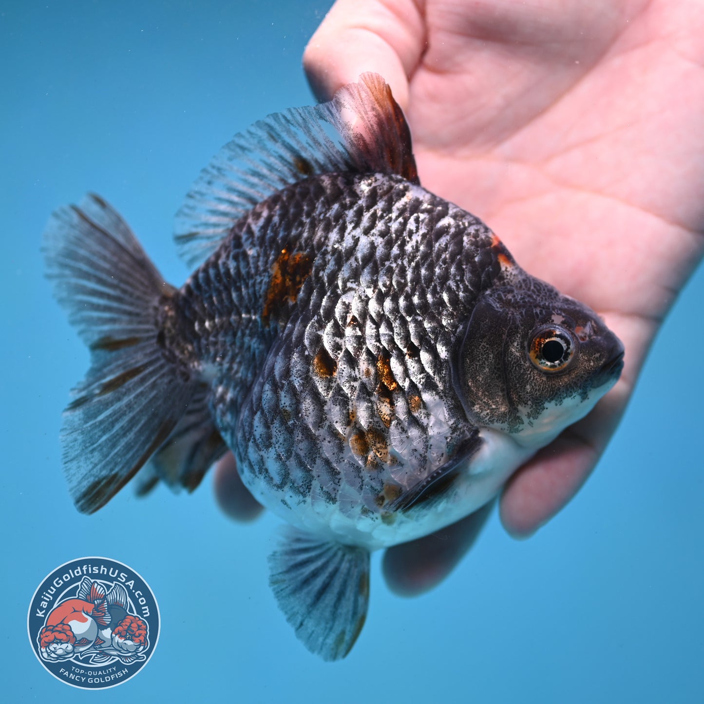 Kirin Ryukin 4 inch Body (260123_RY01)